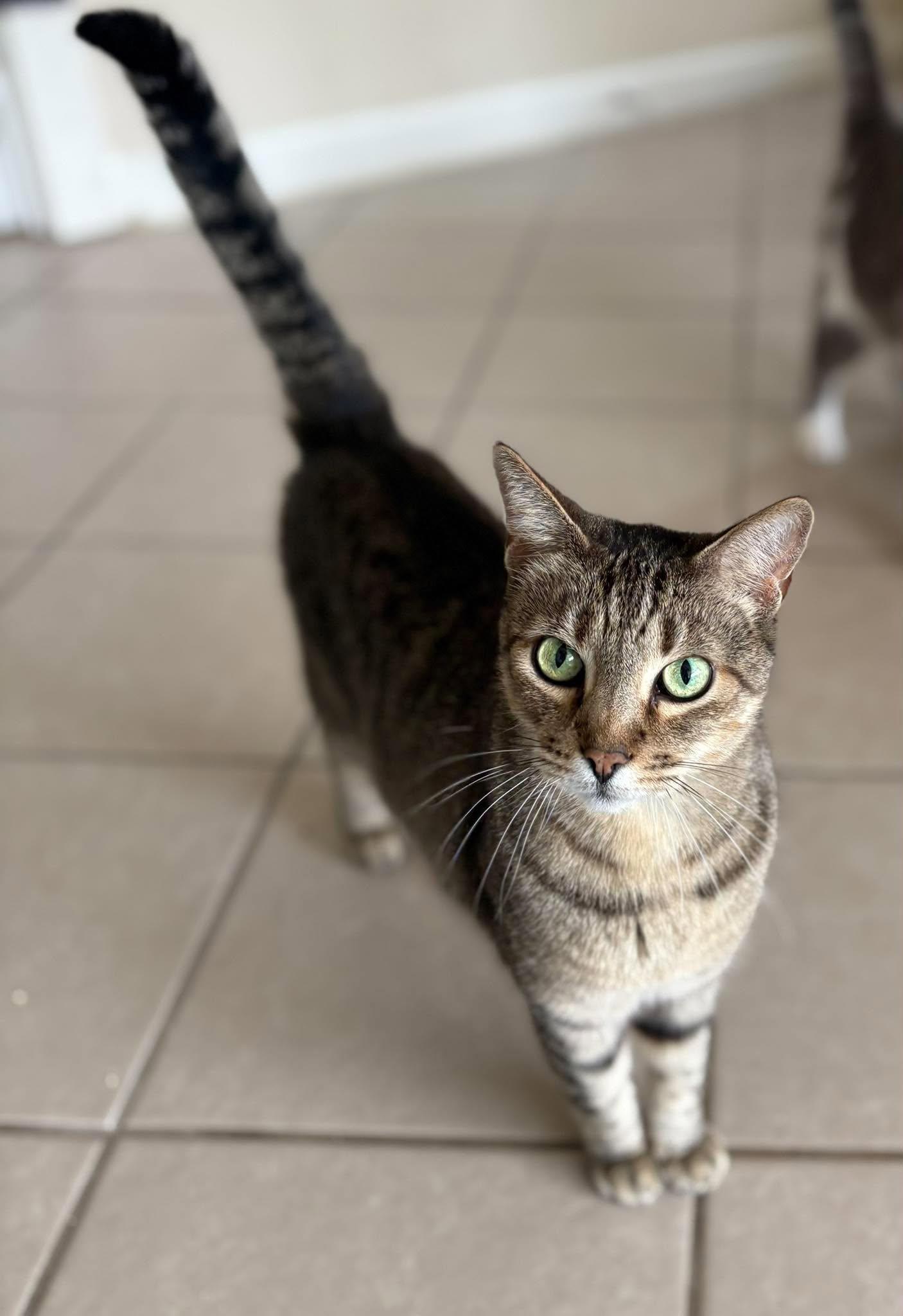 Enlarge Logan, a Adoptable Domestic Short Hair in New Baltimore, MI image 1/6