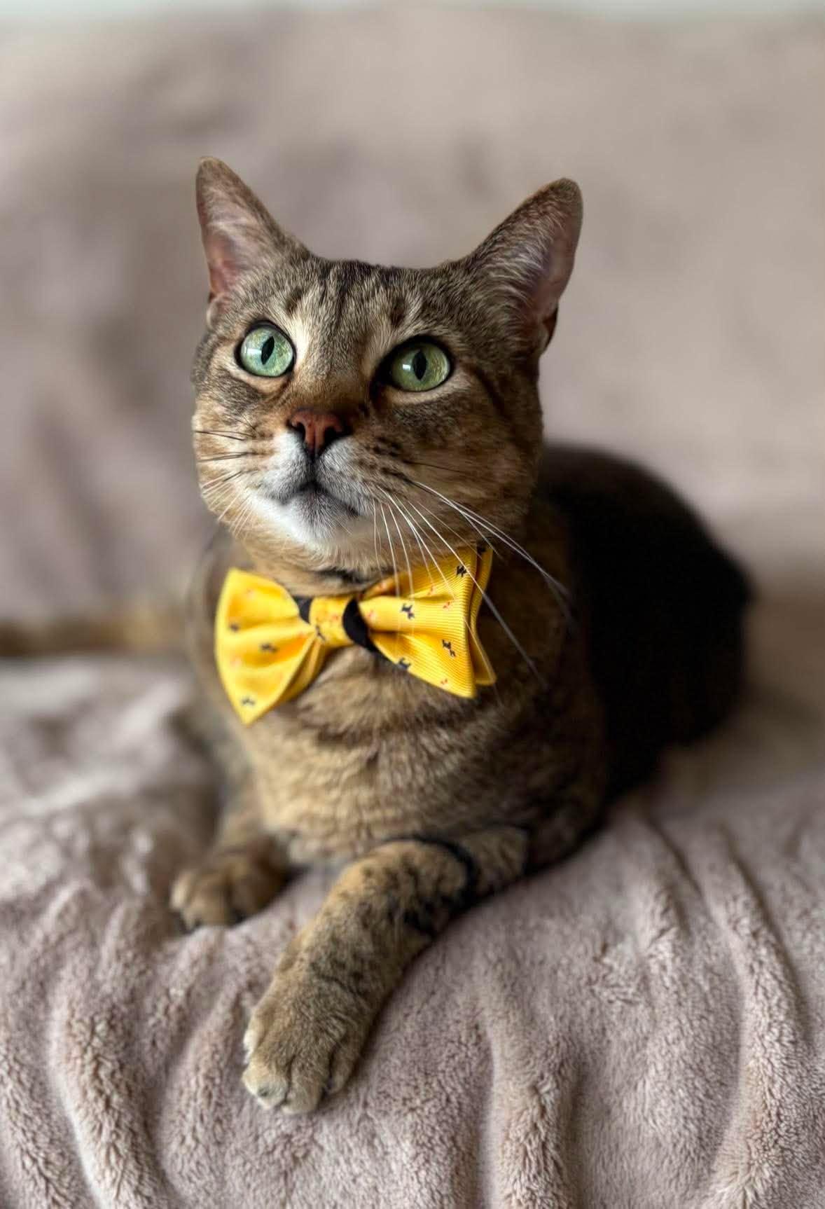 Logan, a Adoptable Domestic Short Hair in New Baltimore, MI image 1/5