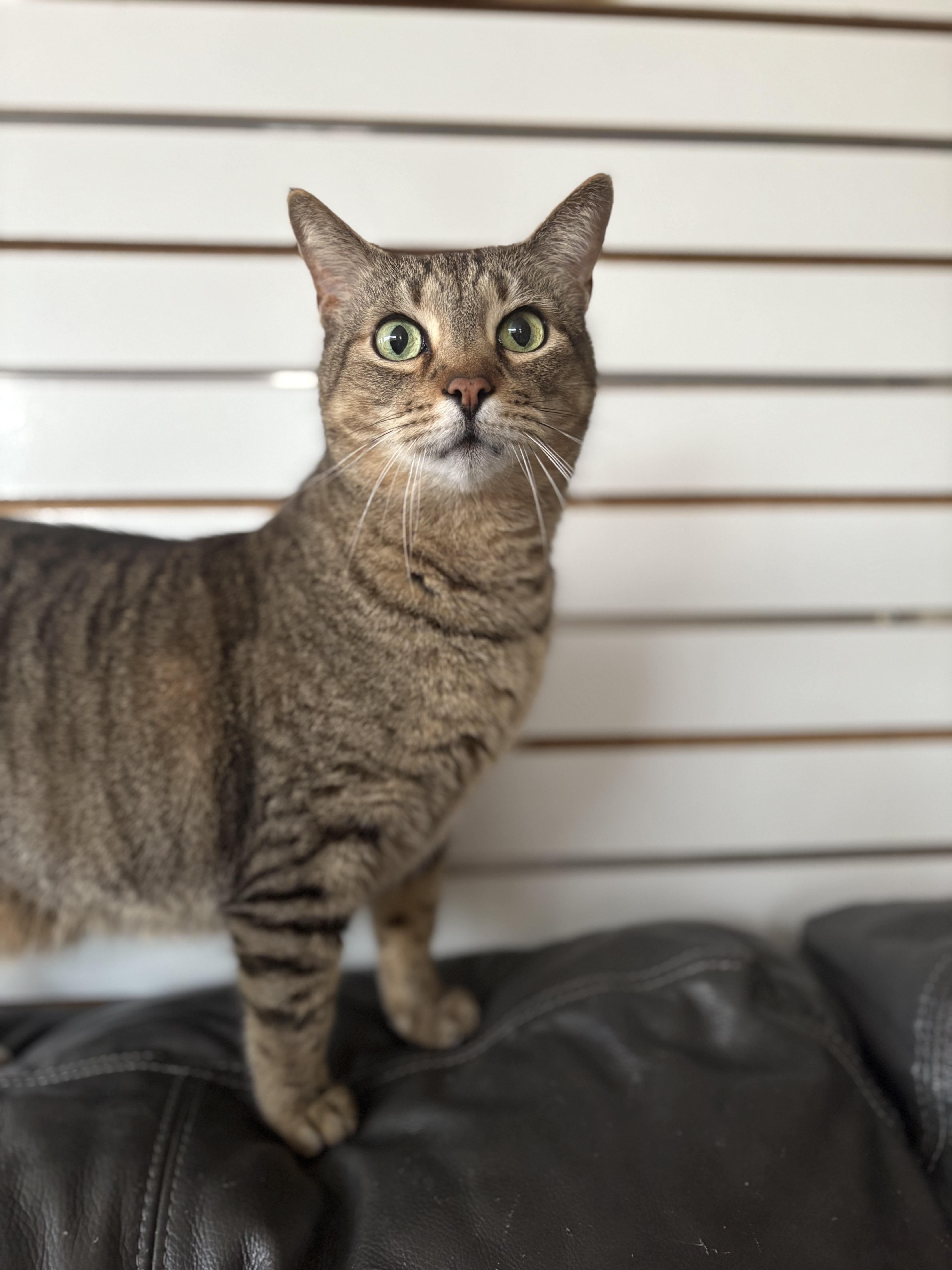 Logan, Adoptable, Adult Male Domestic Short Hair.