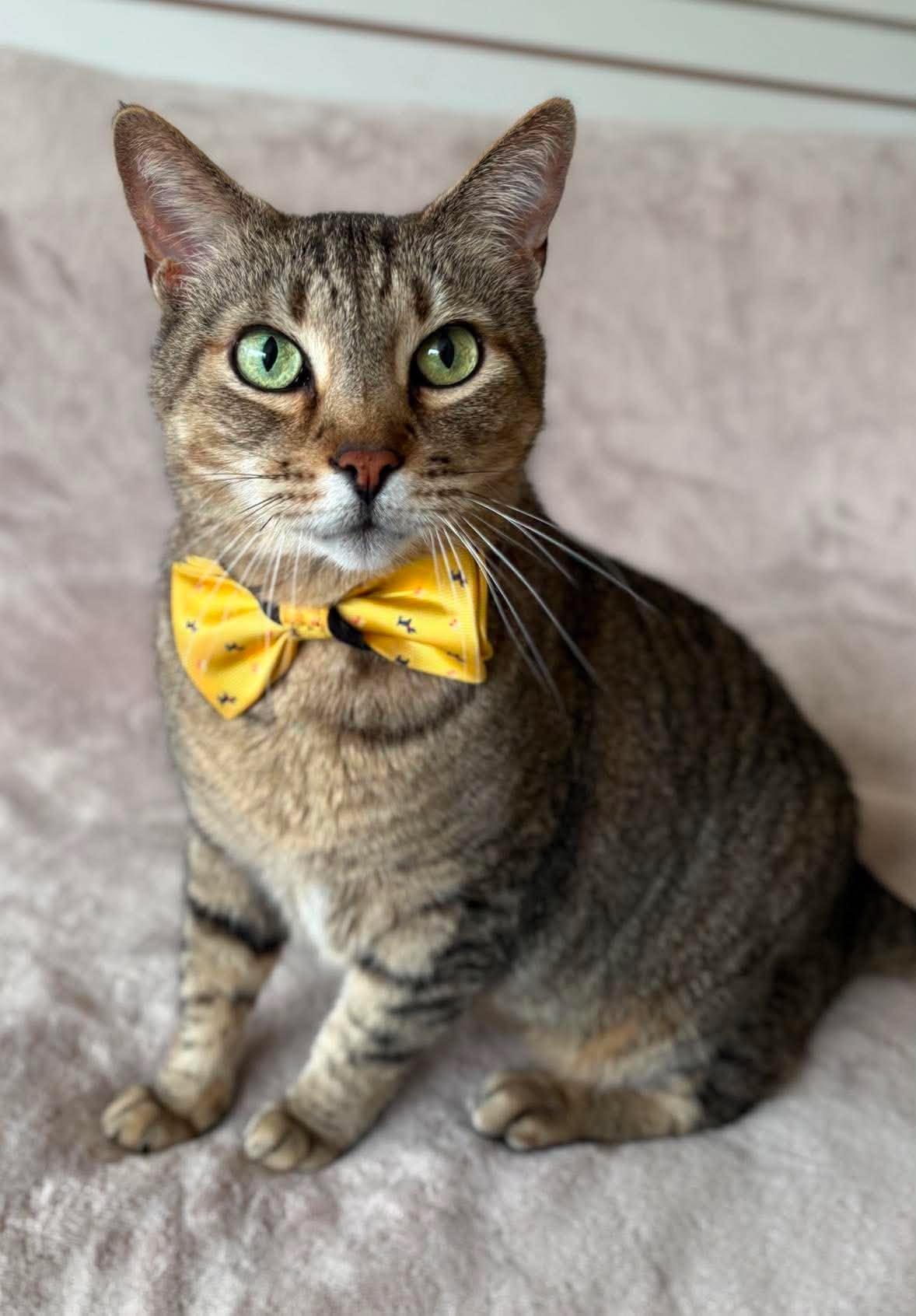 Logan, a Adoptable Domestic Short Hair in New Baltimore, MI image 2/5