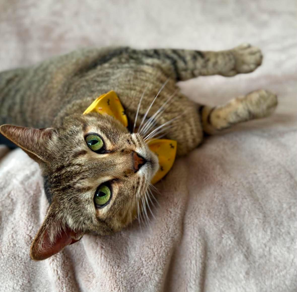 Logan, a Adoptable Domestic Short Hair in New Baltimore, MI image 3/5