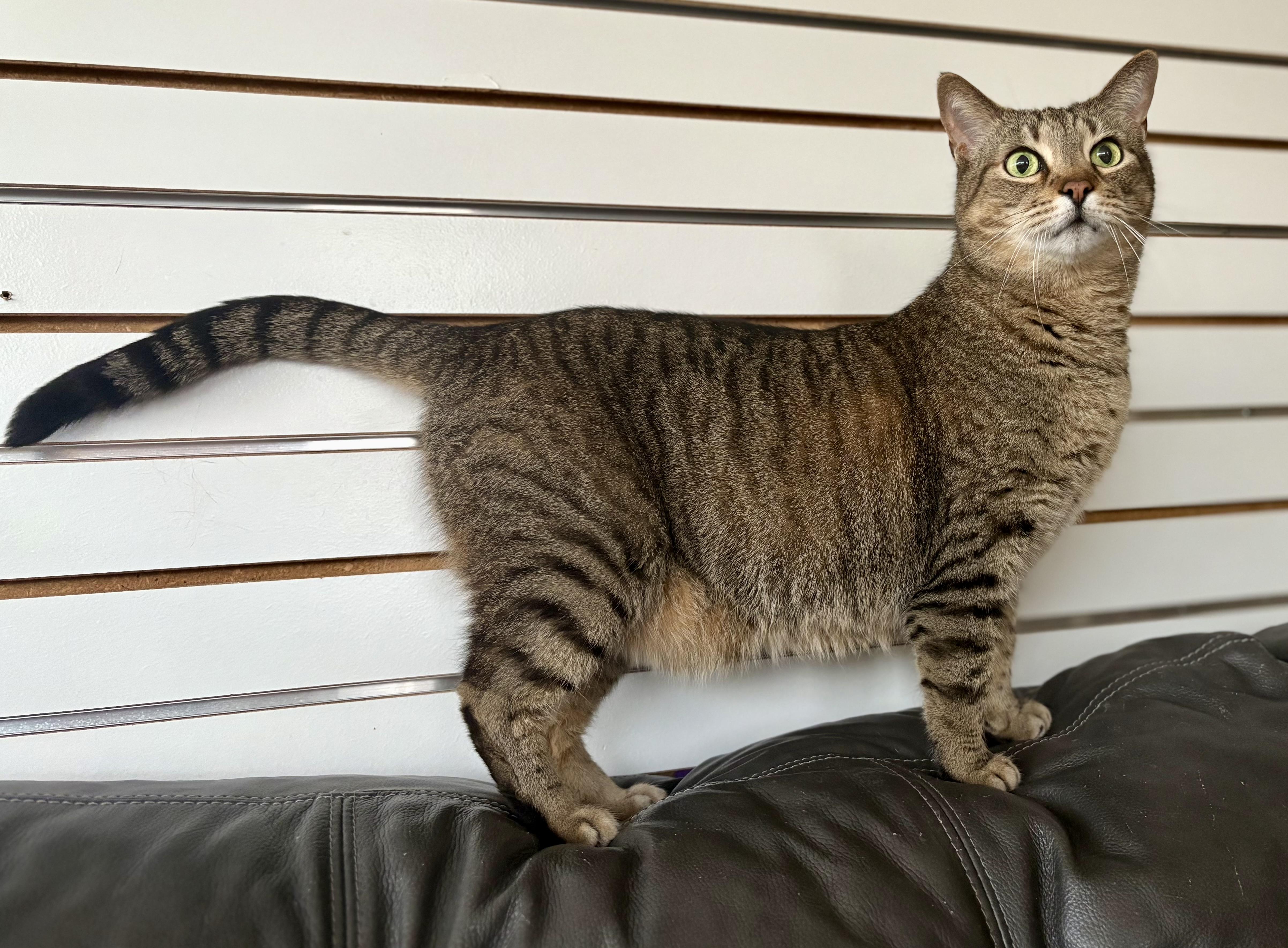 Logan, a Adoptable Domestic Short Hair in New Baltimore, MI image 5/5