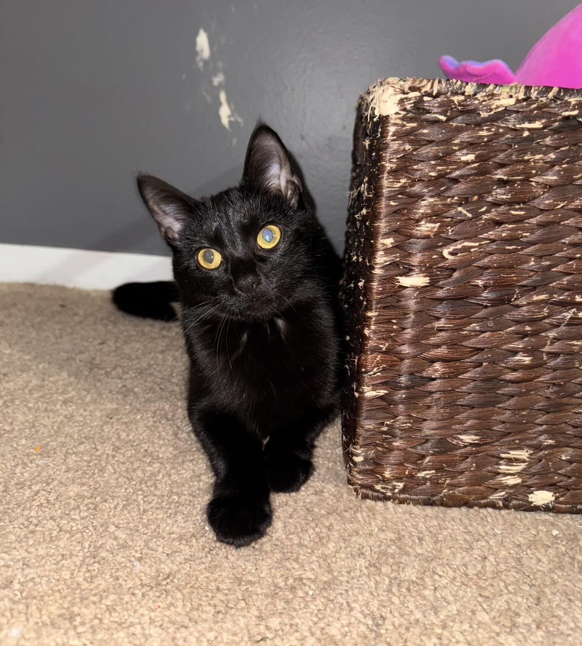 Nox, a Adoptable Domestic Short Hair in Maineville, OH image 1/4