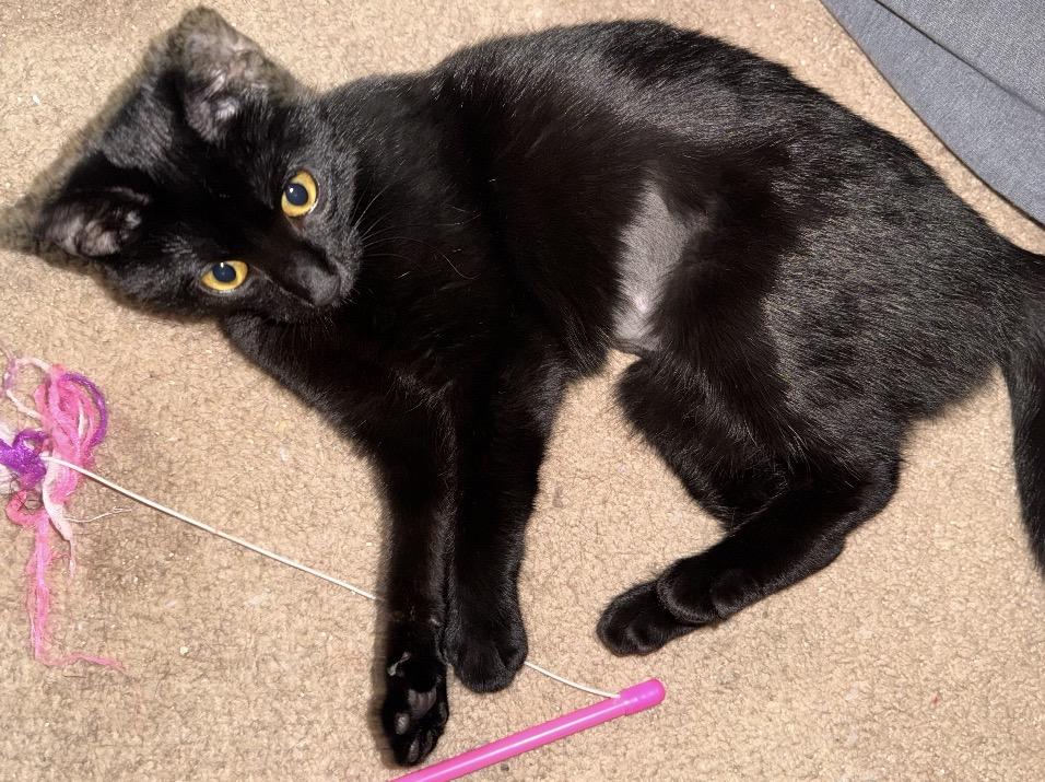 Nox, a Adoptable Domestic Short Hair in Maineville, OH image 2/4