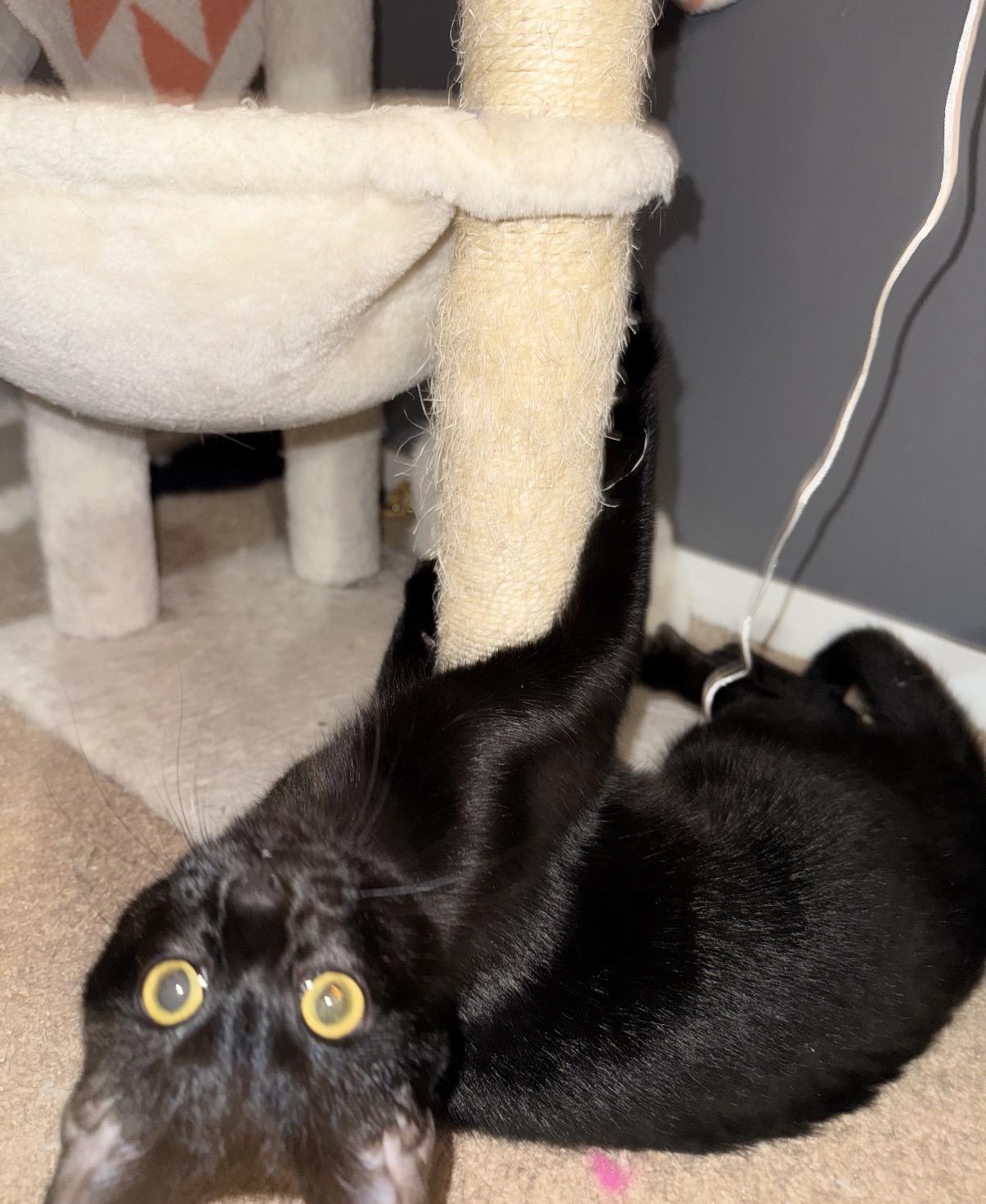 Nox, a Adoptable Domestic Short Hair in Maineville, OH image 3/4