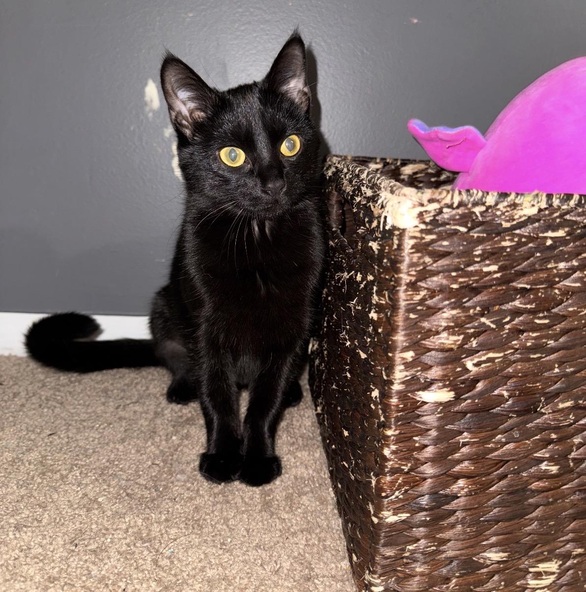 Nox, a Adoptable Domestic Short Hair in Maineville, OH image 4/4