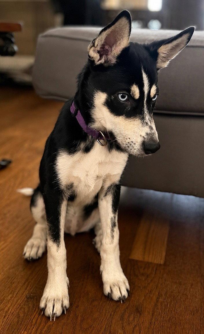 Cryo, Adoptable, Puppy Female Husky & Cattle Dog.