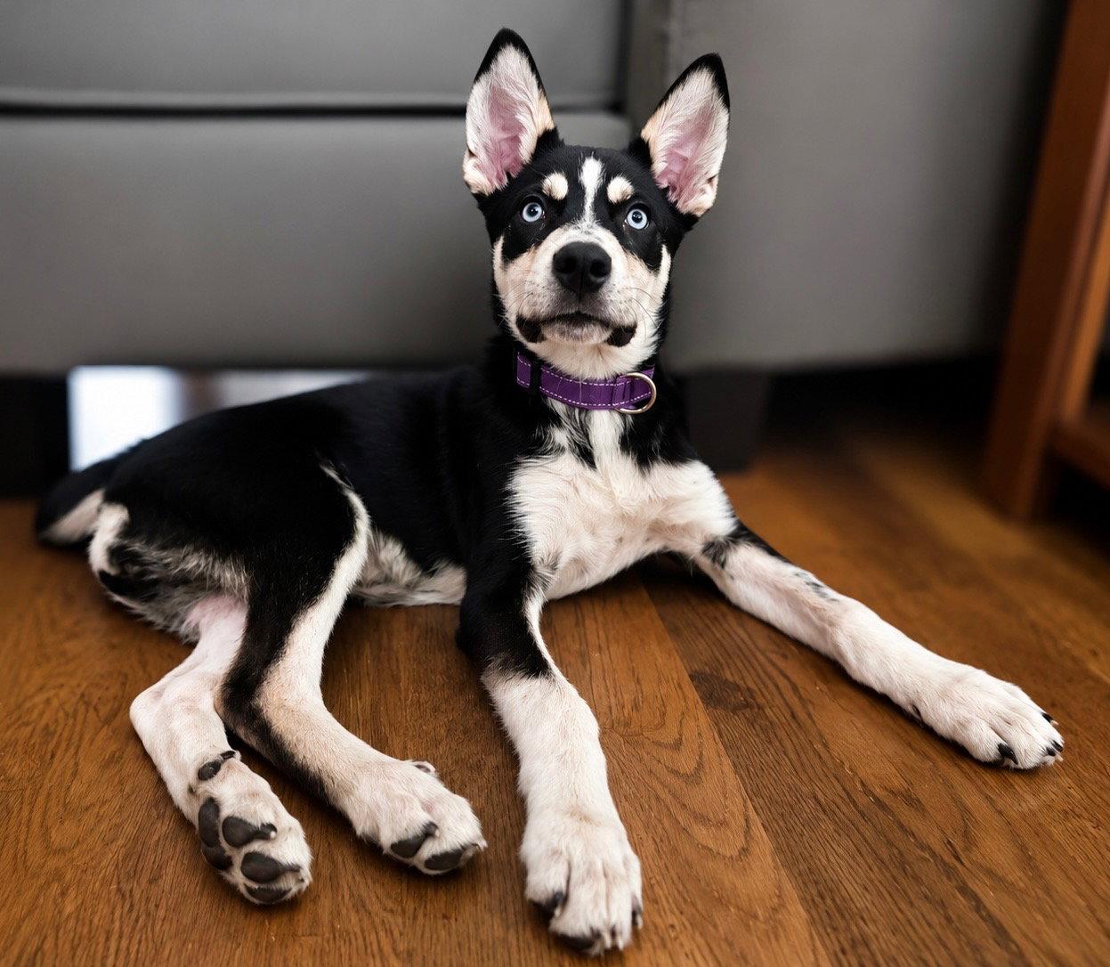 Enlarge Cryo, a Adoptable mixed breed in Holly Springs, NC image 2/3