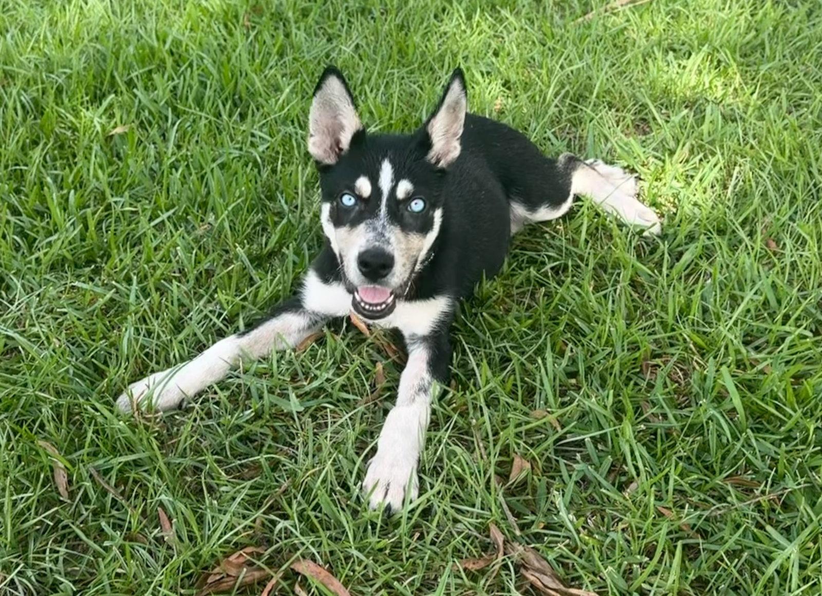Enlarge Cryo, a Adoptable mixed breed in Holly Springs, NC image 3/3