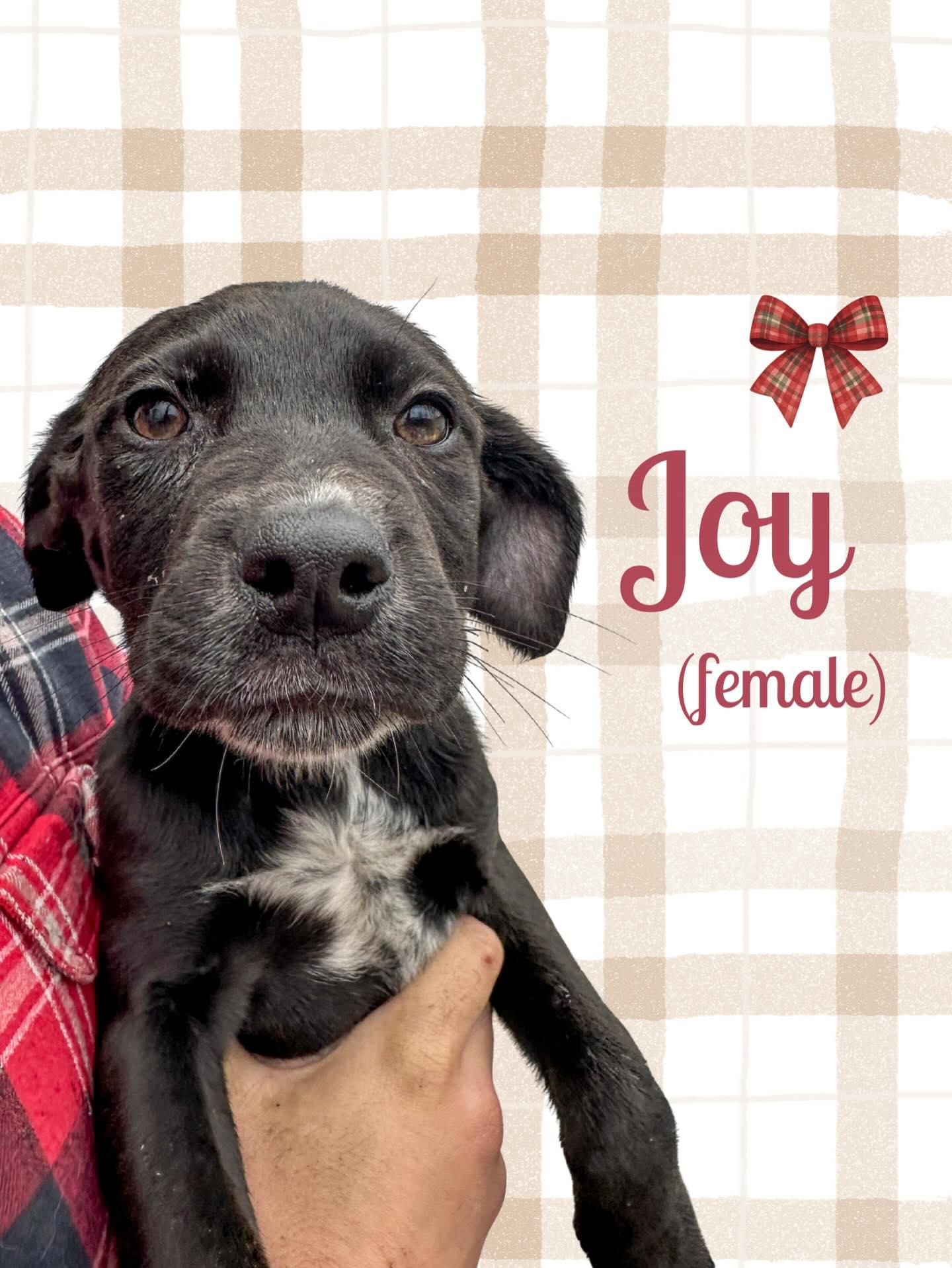 Howliday Lab Puppies thumbnail 2