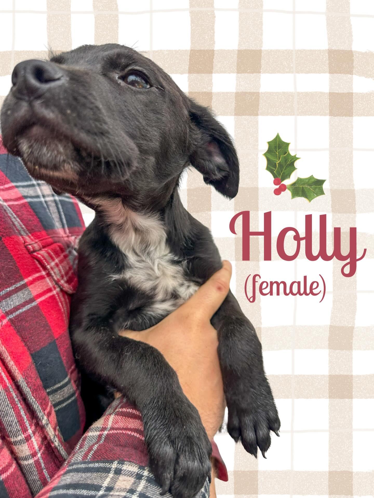 Howliday Lab Puppies thumbnail 3