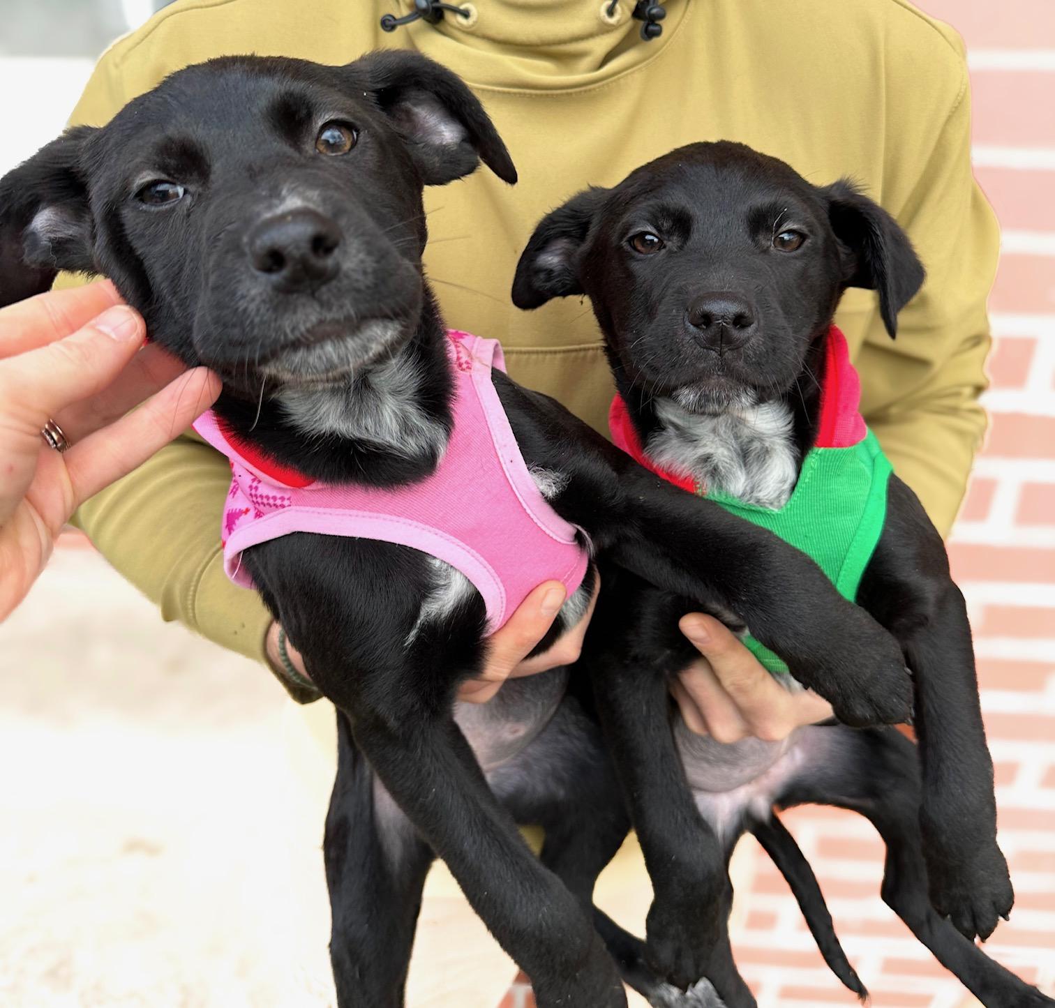 Howliday Lab Puppies