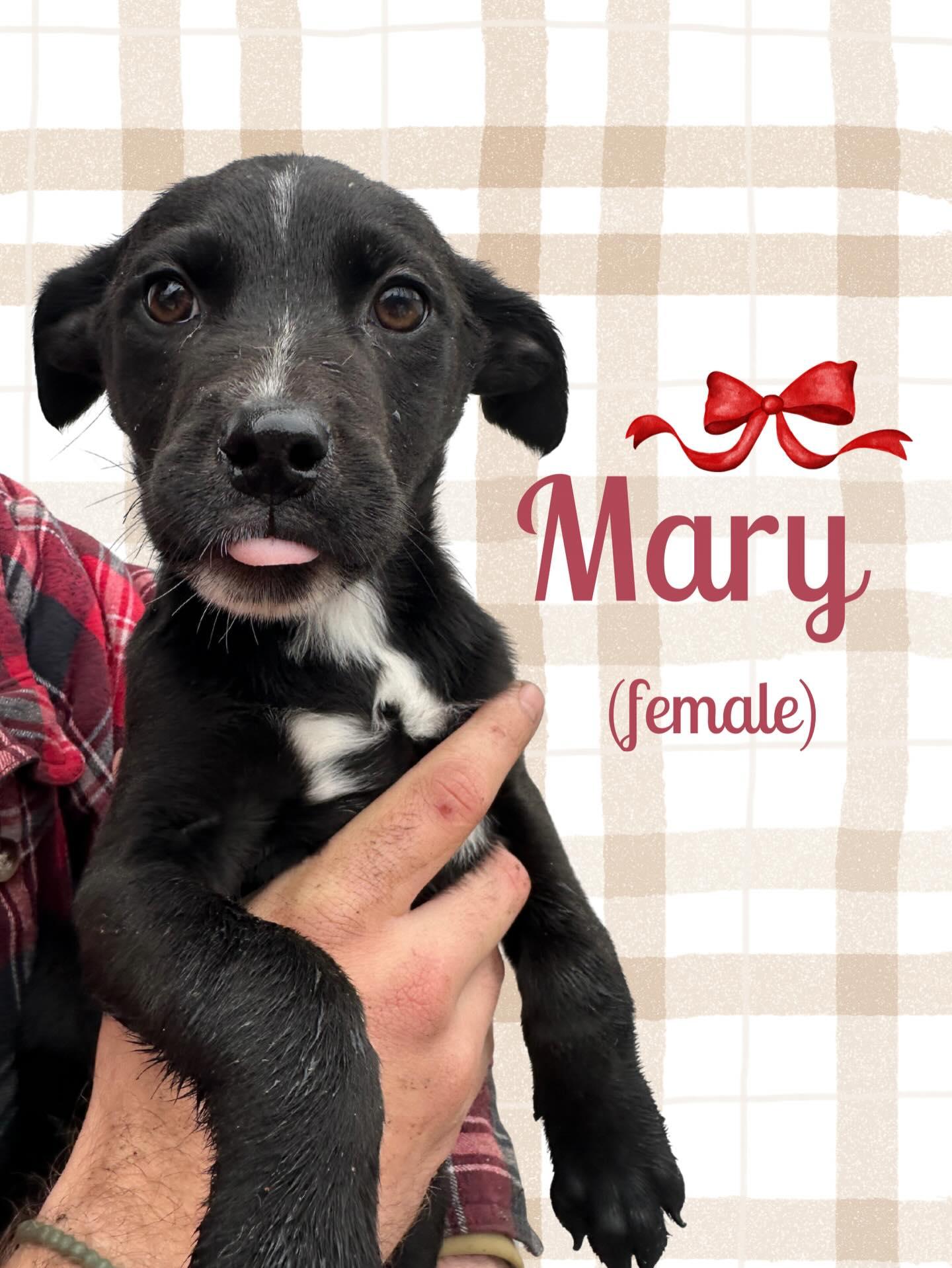 Howliday Lab Puppies thumbnail 5