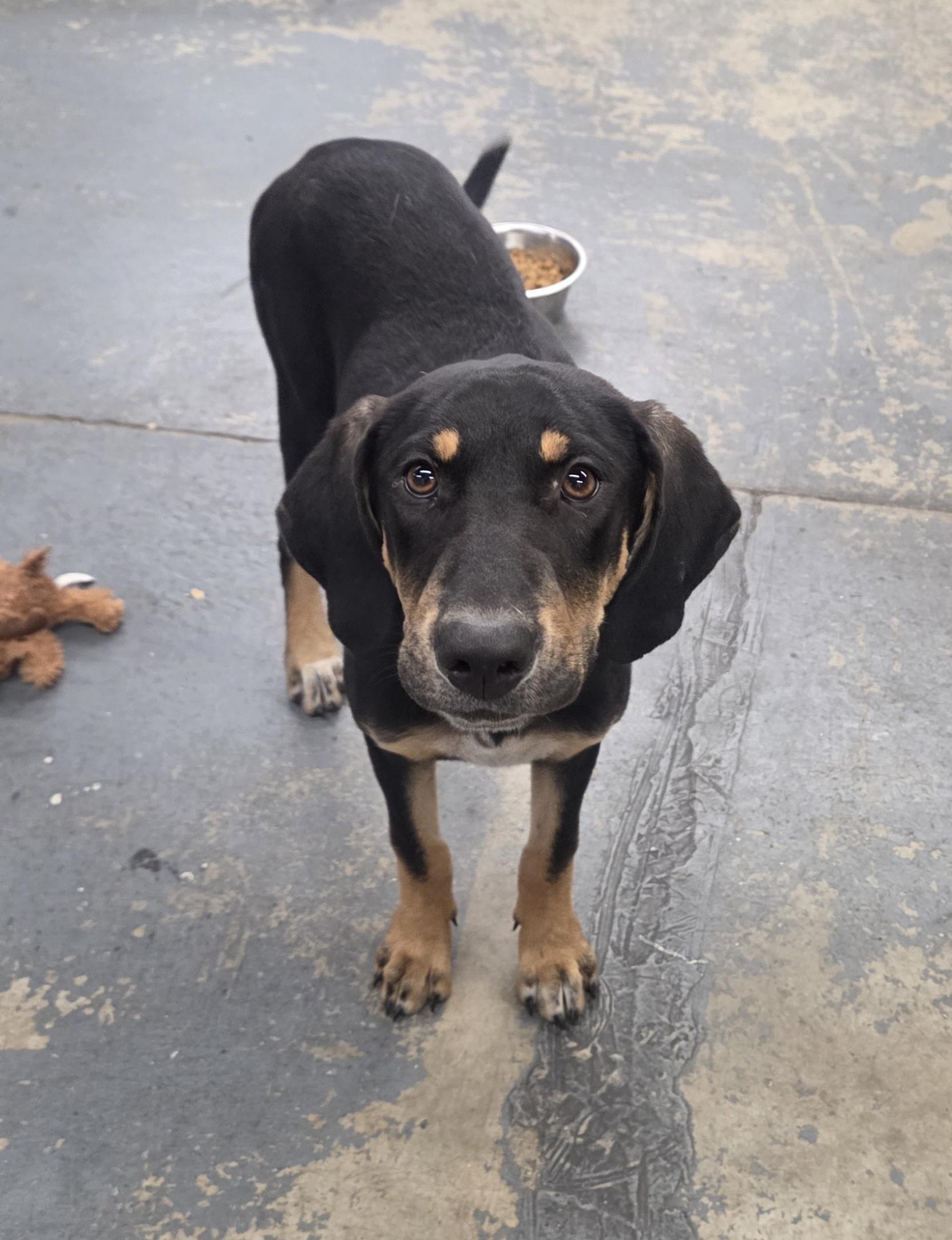 Pat Benatar, a Adopted mixed breed in TULSA, OK image 1/5