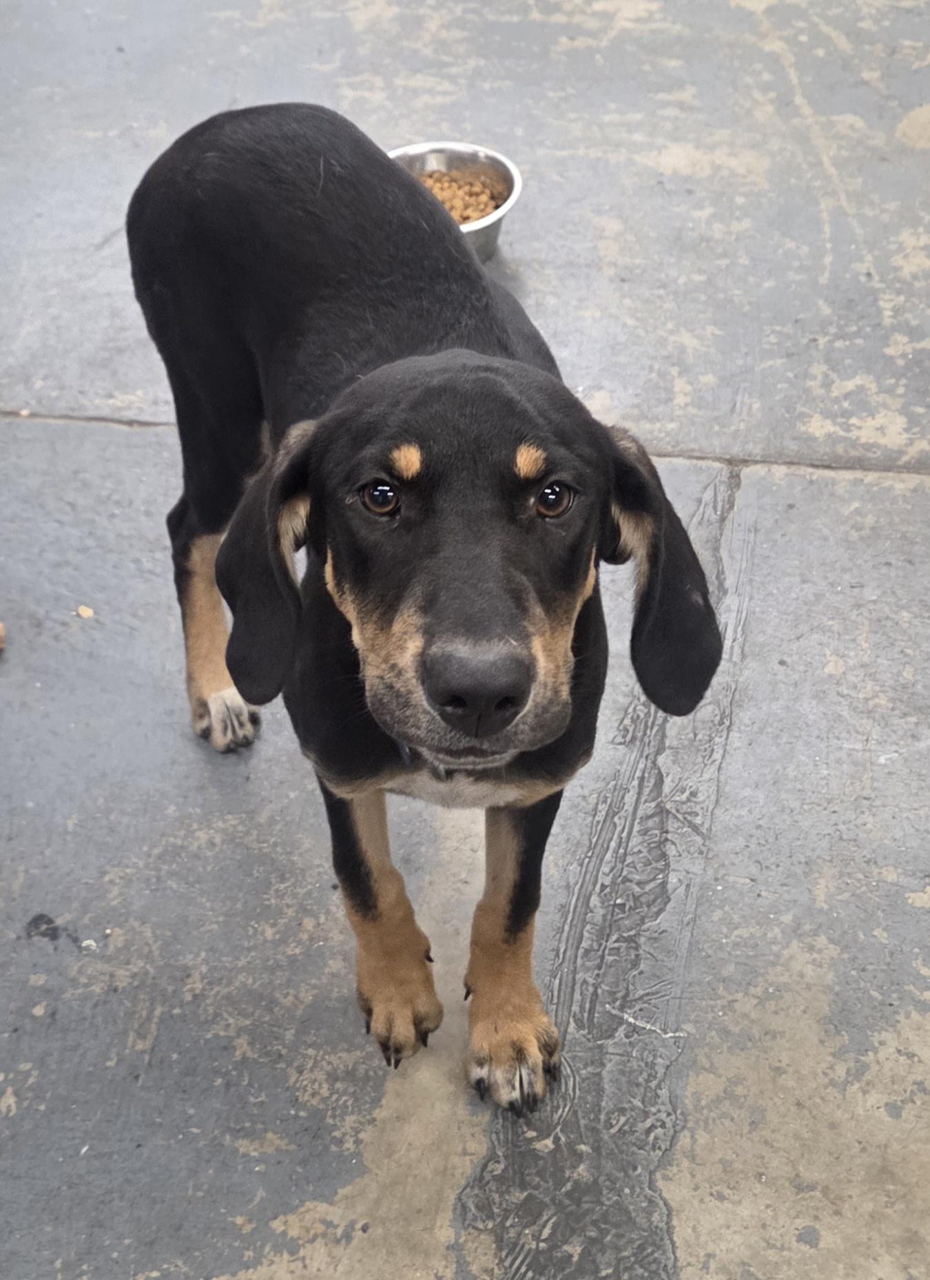 Pat Benatar, a Adopted mixed breed in TULSA, OK image 2/5