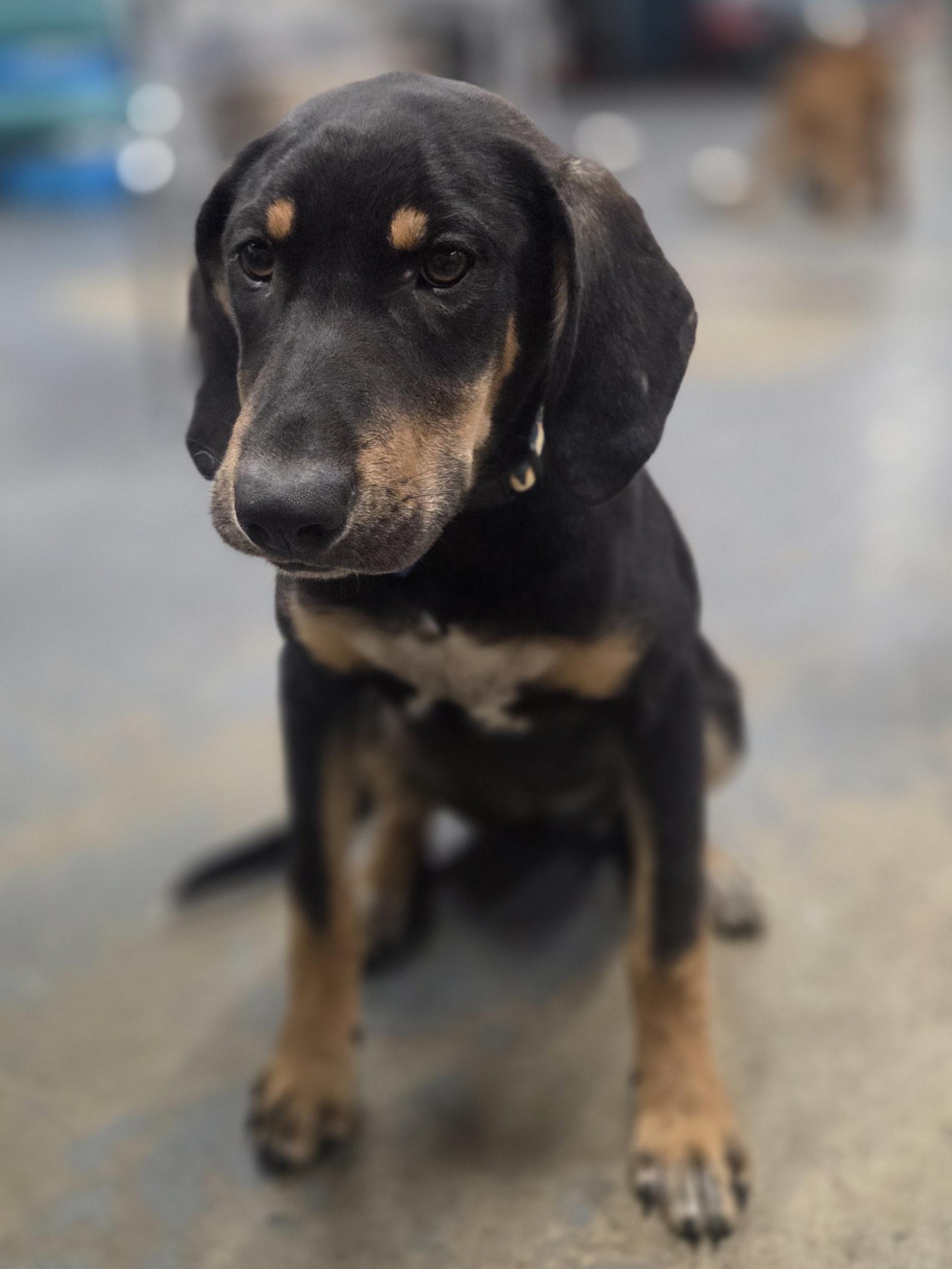 Pat Benatar, a Adopted mixed breed in TULSA, OK image 4/5