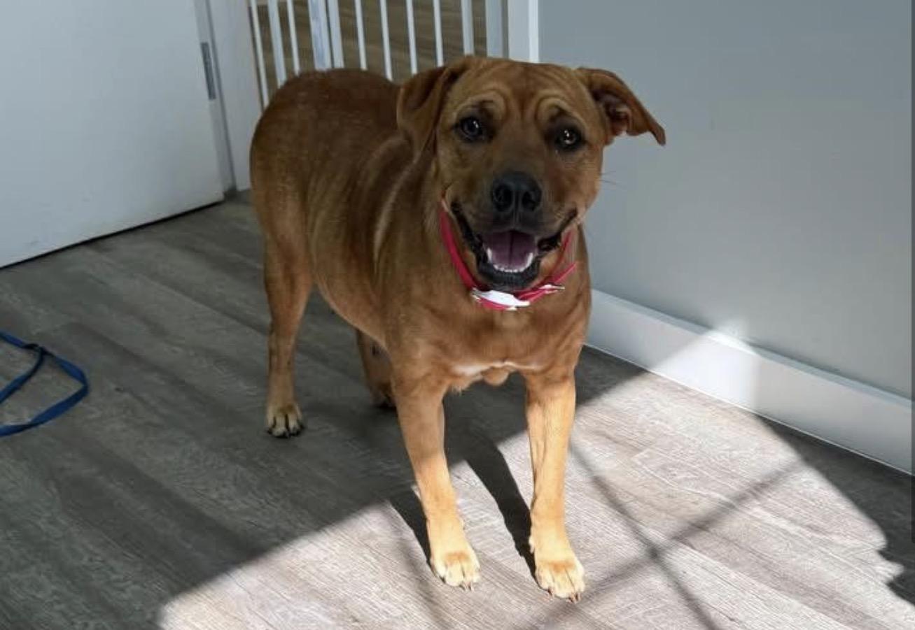 Enlarge Mira, a ADOPTABLE mixed breed in Carmel, NY image 1/1