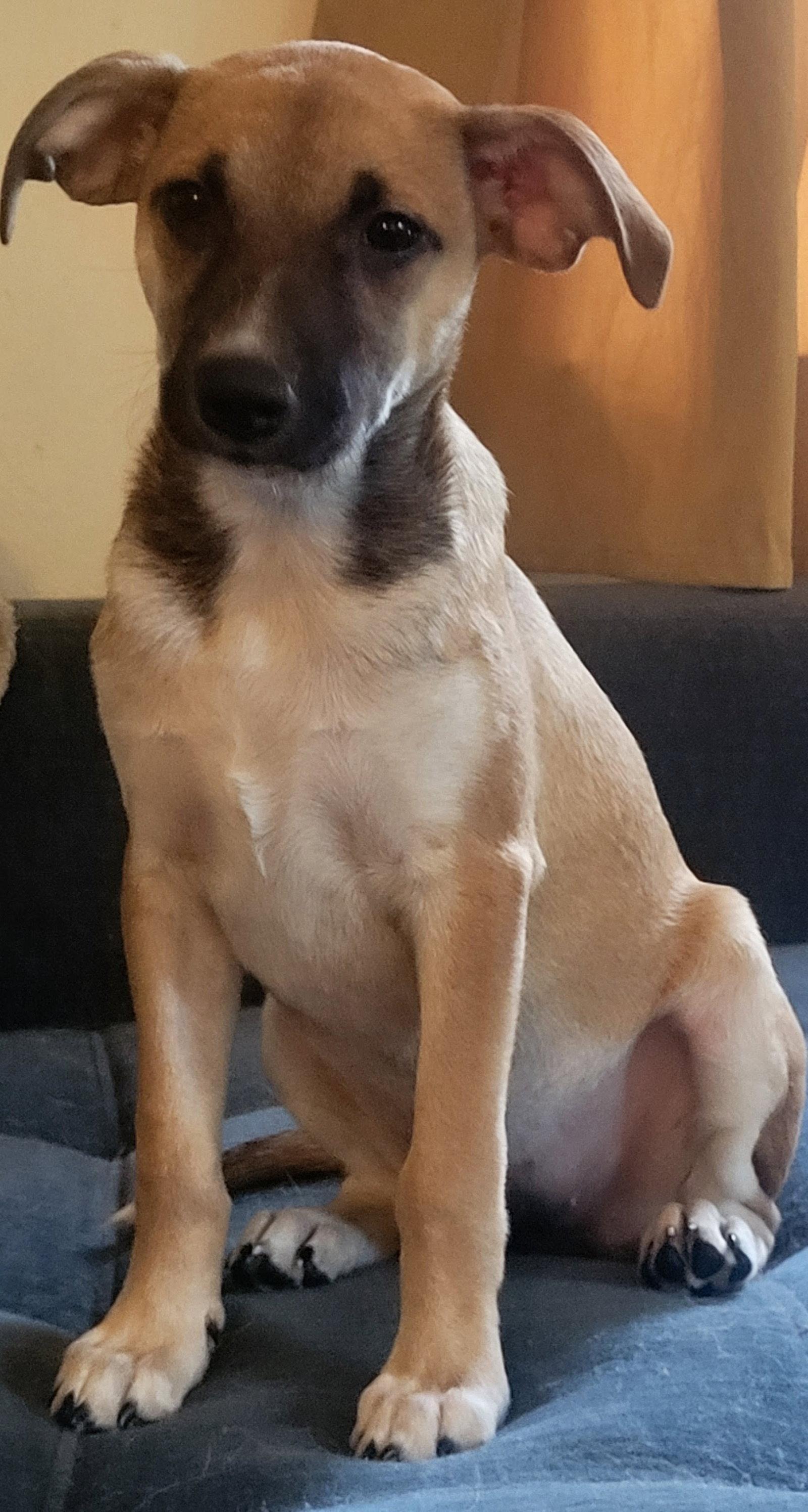 Enlarge Stella, a Adoptable Mixed Breed in Topeka, KS image 1/1