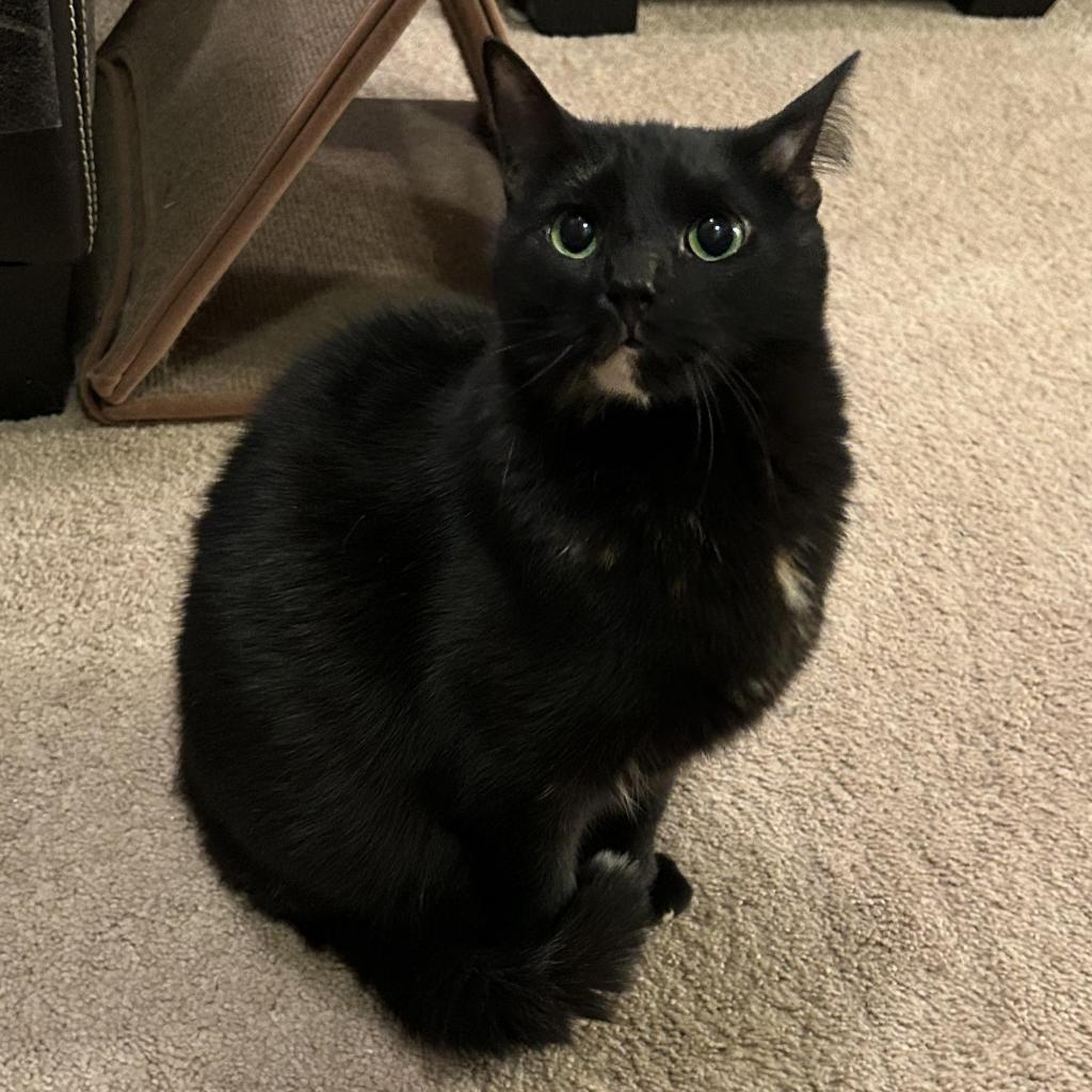 Enlarge Georgie, a Adoptable Domestic Short Hair in Inwood, WV image 1/4