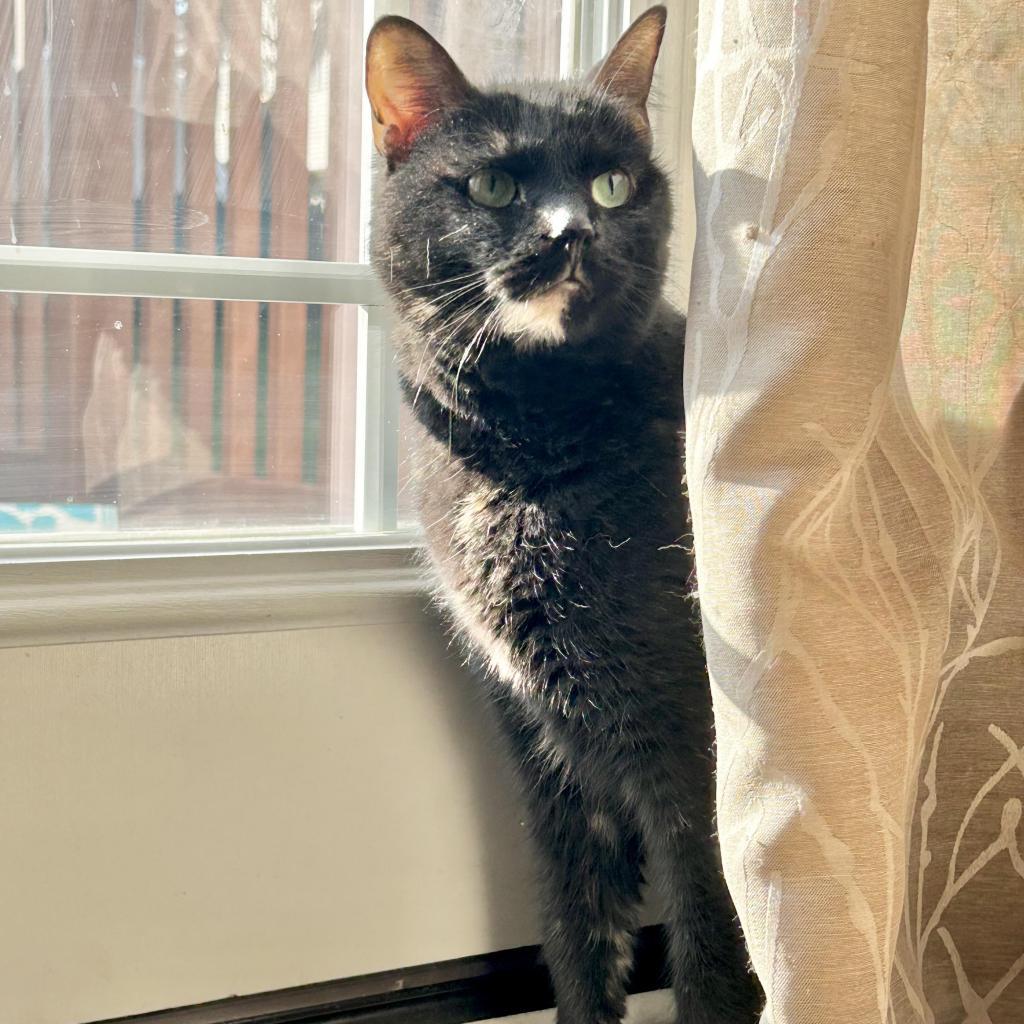 Enlarge Georgie, a Adoptable Domestic Short Hair in Inwood, WV image 2/4