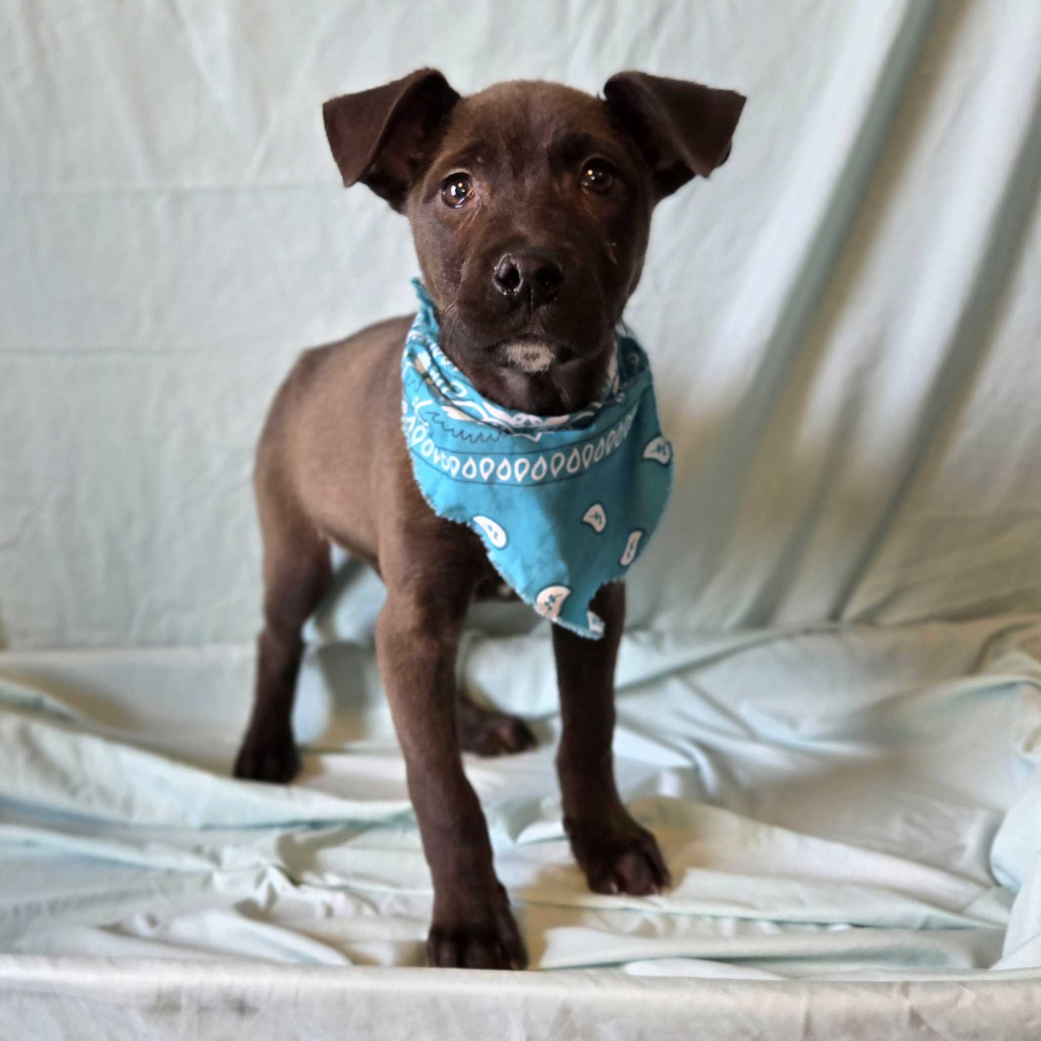 Clyde, an adoptable Mixed Breed in Canal Winchester, OH image 1/2