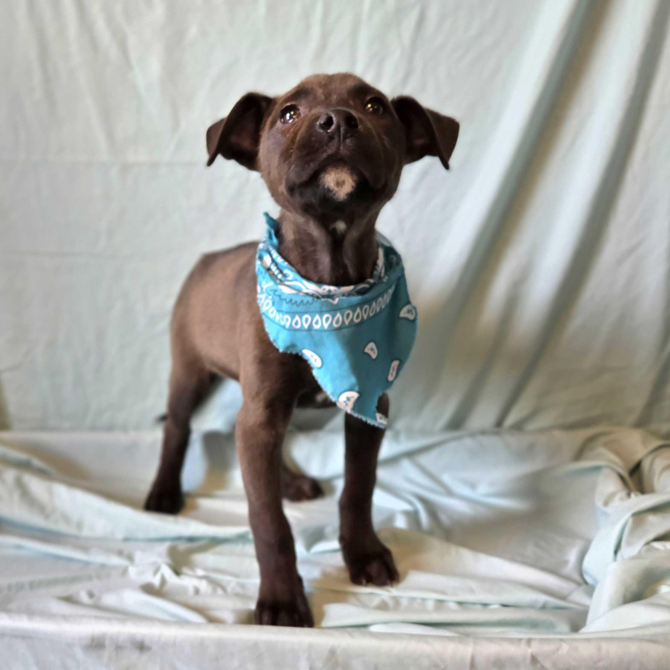 Clyde, an adoptable Mixed Breed in Canal Winchester, OH image 2/2