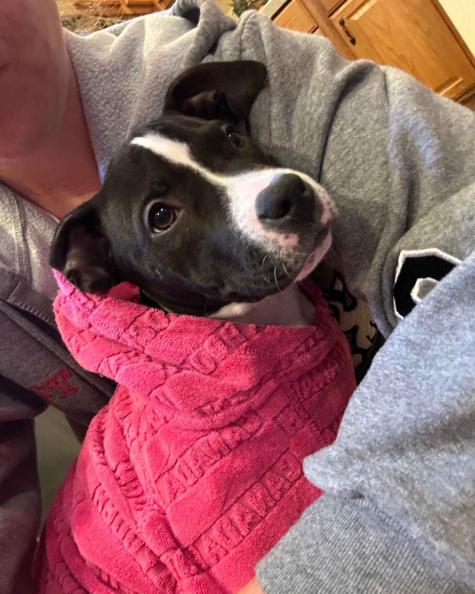 Enlarge Wednesday, a Adoptable Pit Bull Terrier in Belleville, MI image 2/3