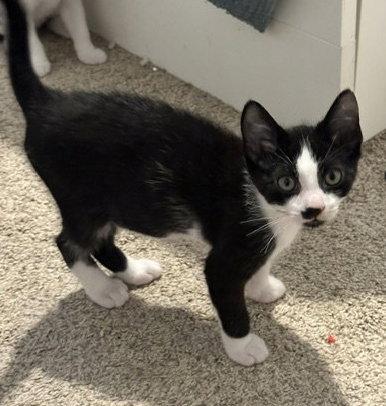 Pierre, Adoptable, Young Male American Shorthair & Tuxedo.
