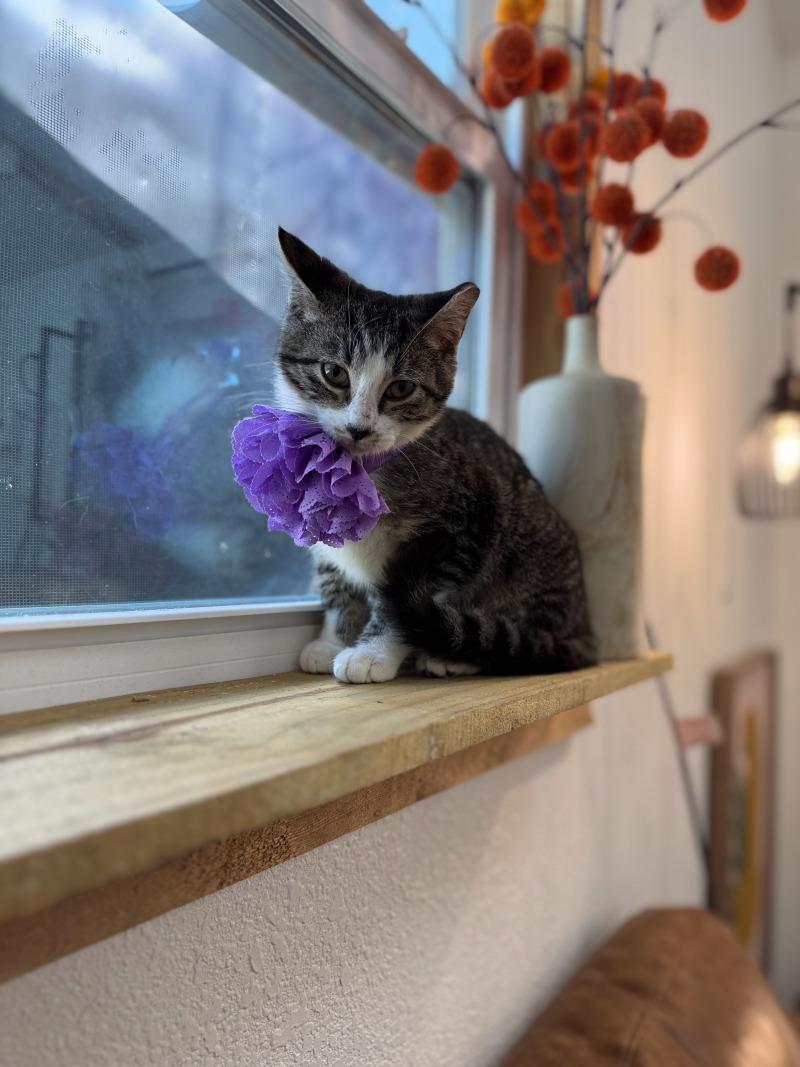 Baby Boop — thumbnail 2