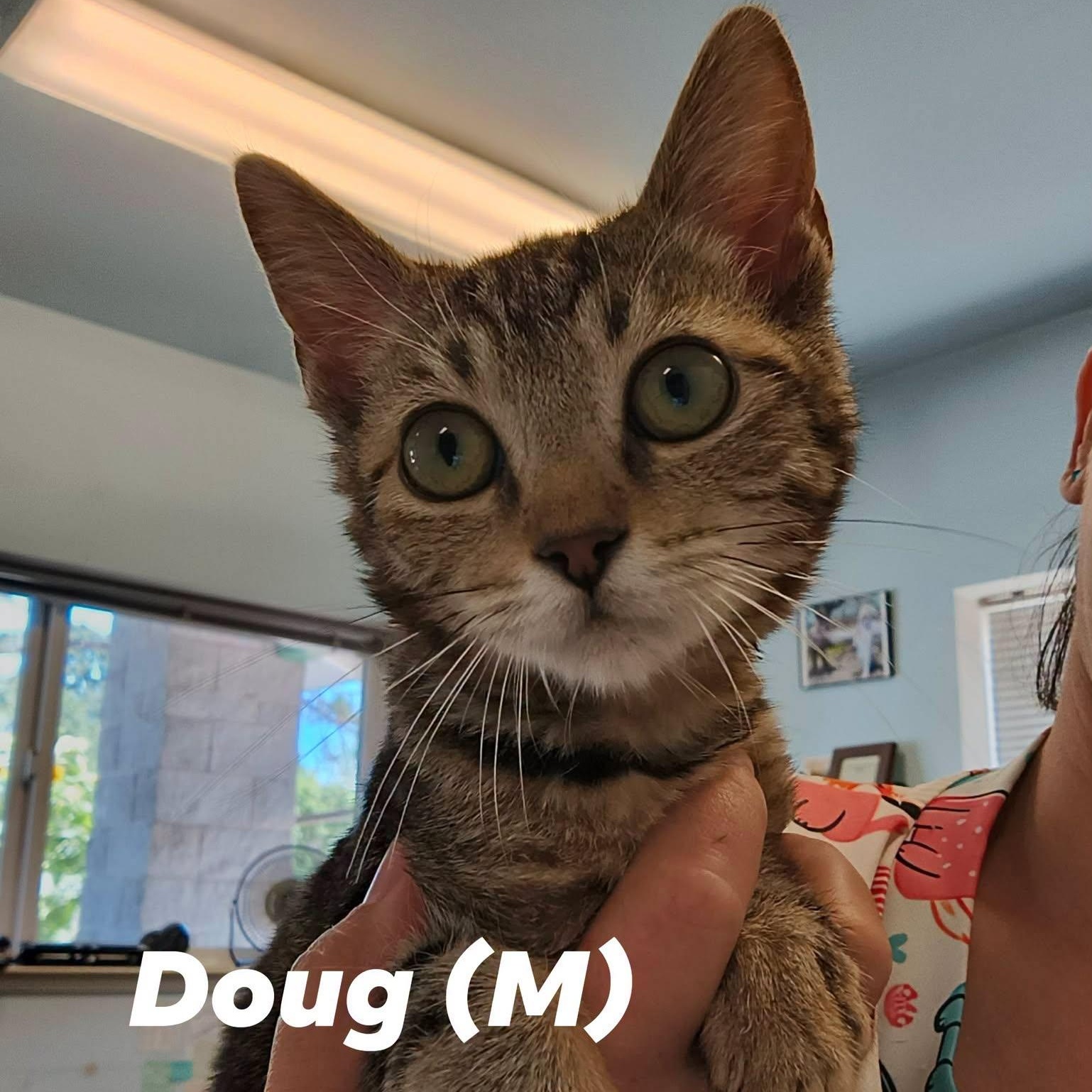 "Doug" Boy Kittens, a ADOPTABLE mixed breed in Weaverville, CA image 2/2