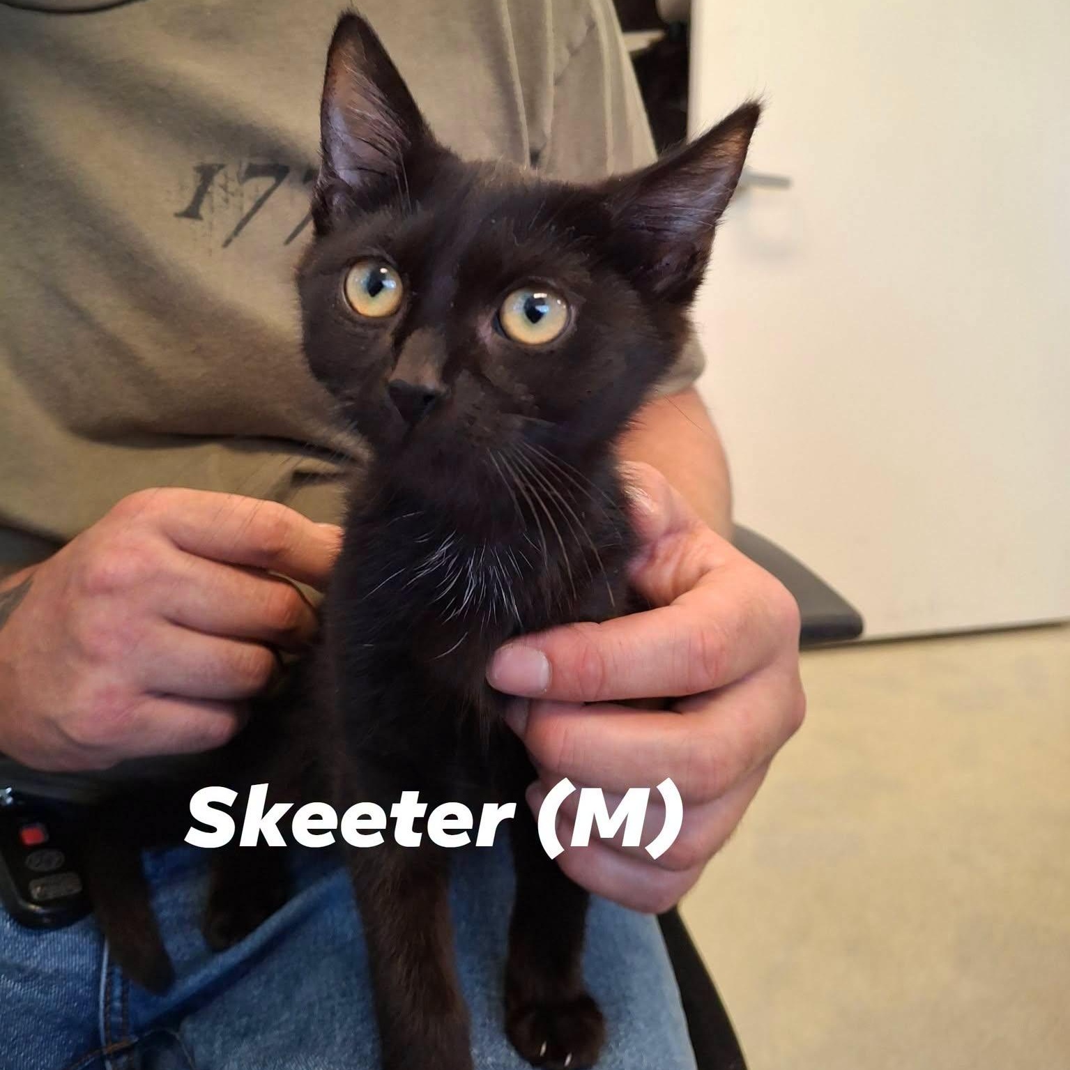 "Doug" Boy Kittens, a ADOPTABLE mixed breed in Weaverville, CA image 1/2