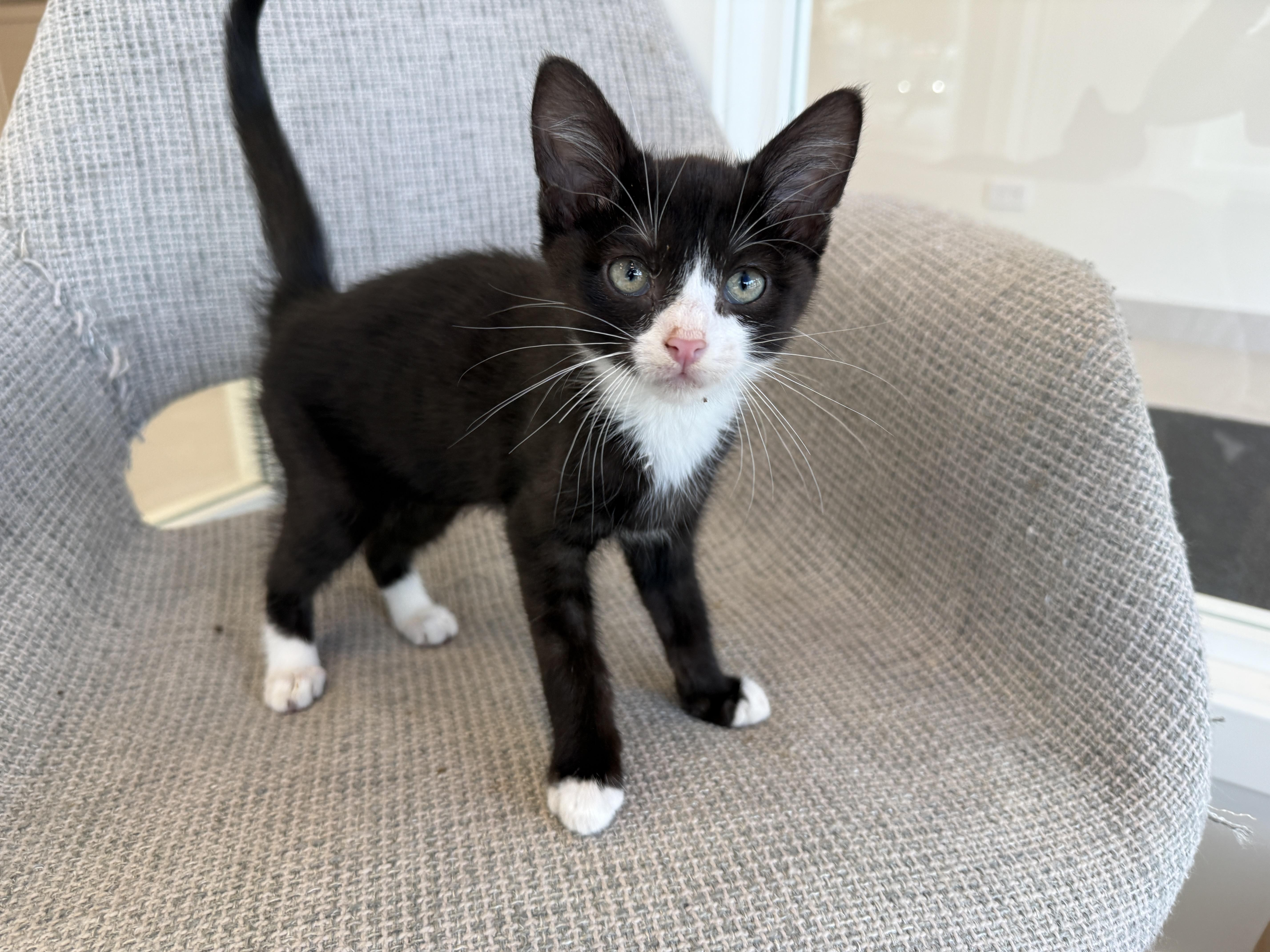 Enlarge Dewey, a Adoptable Domestic Medium Hair in Evanston, IL image 1/1