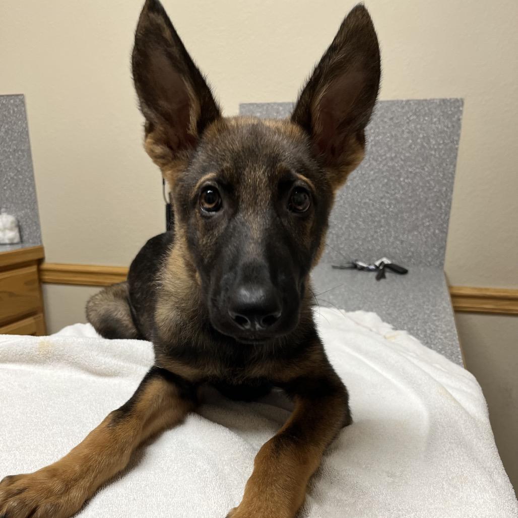 Timber, Adoptable, Puppy Male German Shepherd Dog.