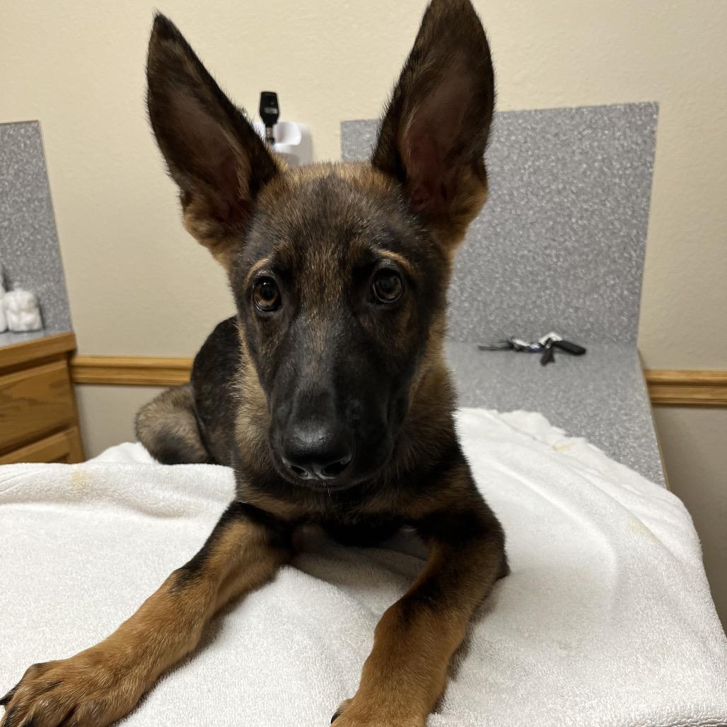 Timber, a Adoptable German Shepherd Dog in Tulsa, OK image 2/6