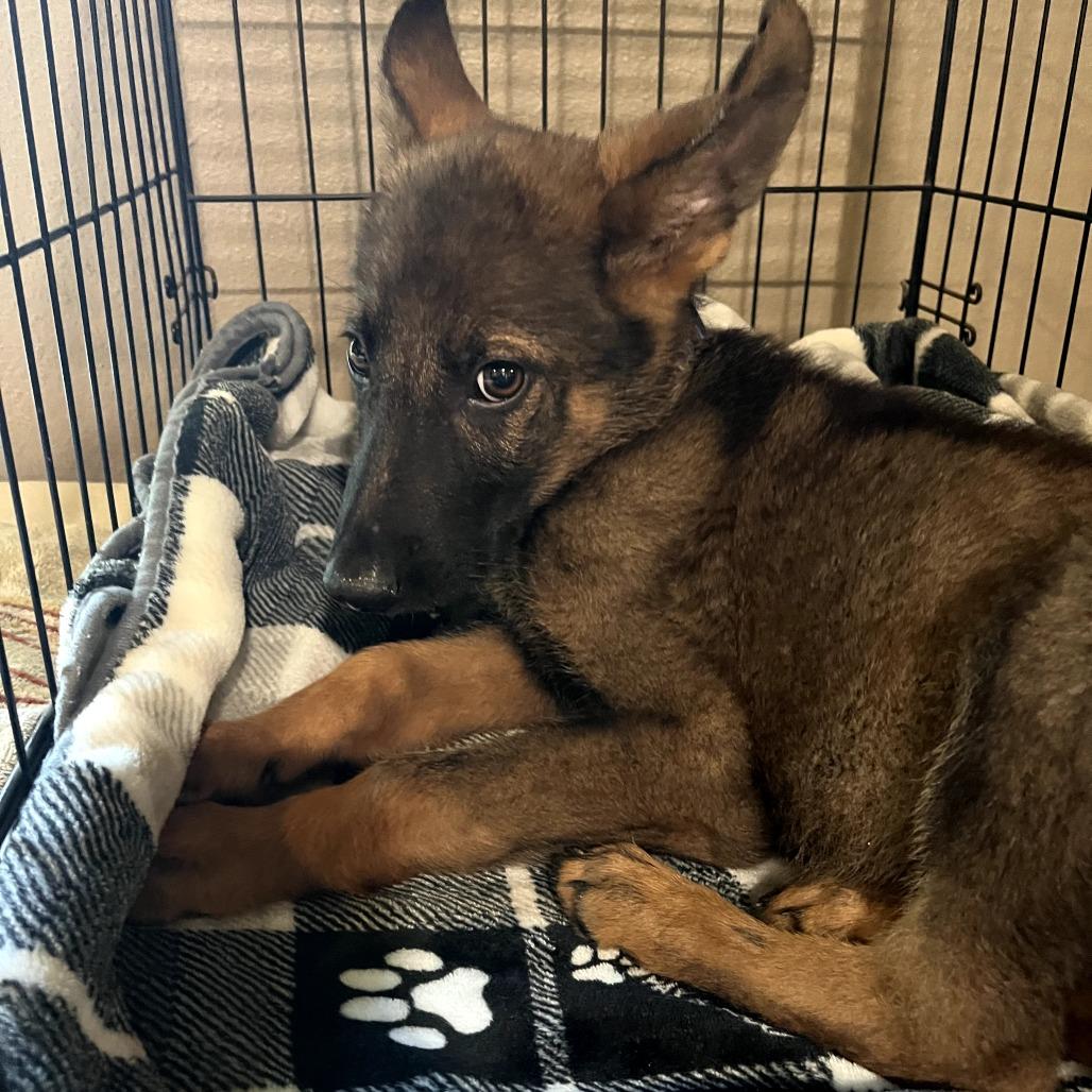 Timber, a Adoptable German Shepherd Dog in Tulsa, OK image 3/6