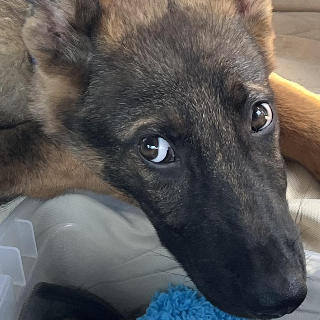 Timber, a Adoptable German Shepherd Dog in Tulsa, OK image 4/6