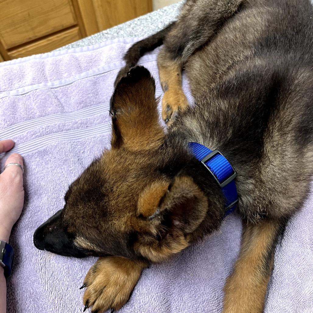 Timber, a Adoptable German Shepherd Dog in Tulsa, OK image 5/6