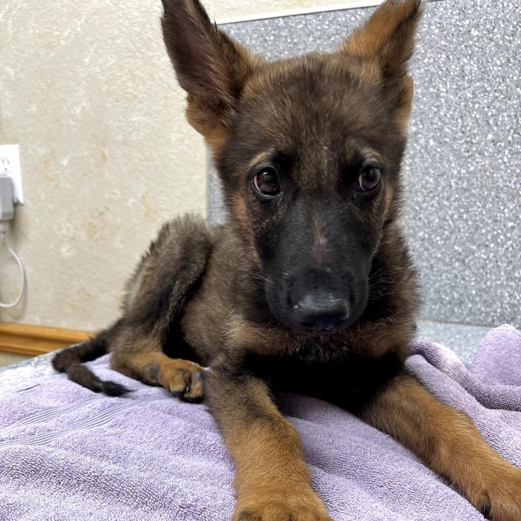 Timber, a Adoptable German Shepherd Dog in Tulsa, OK image 6/6