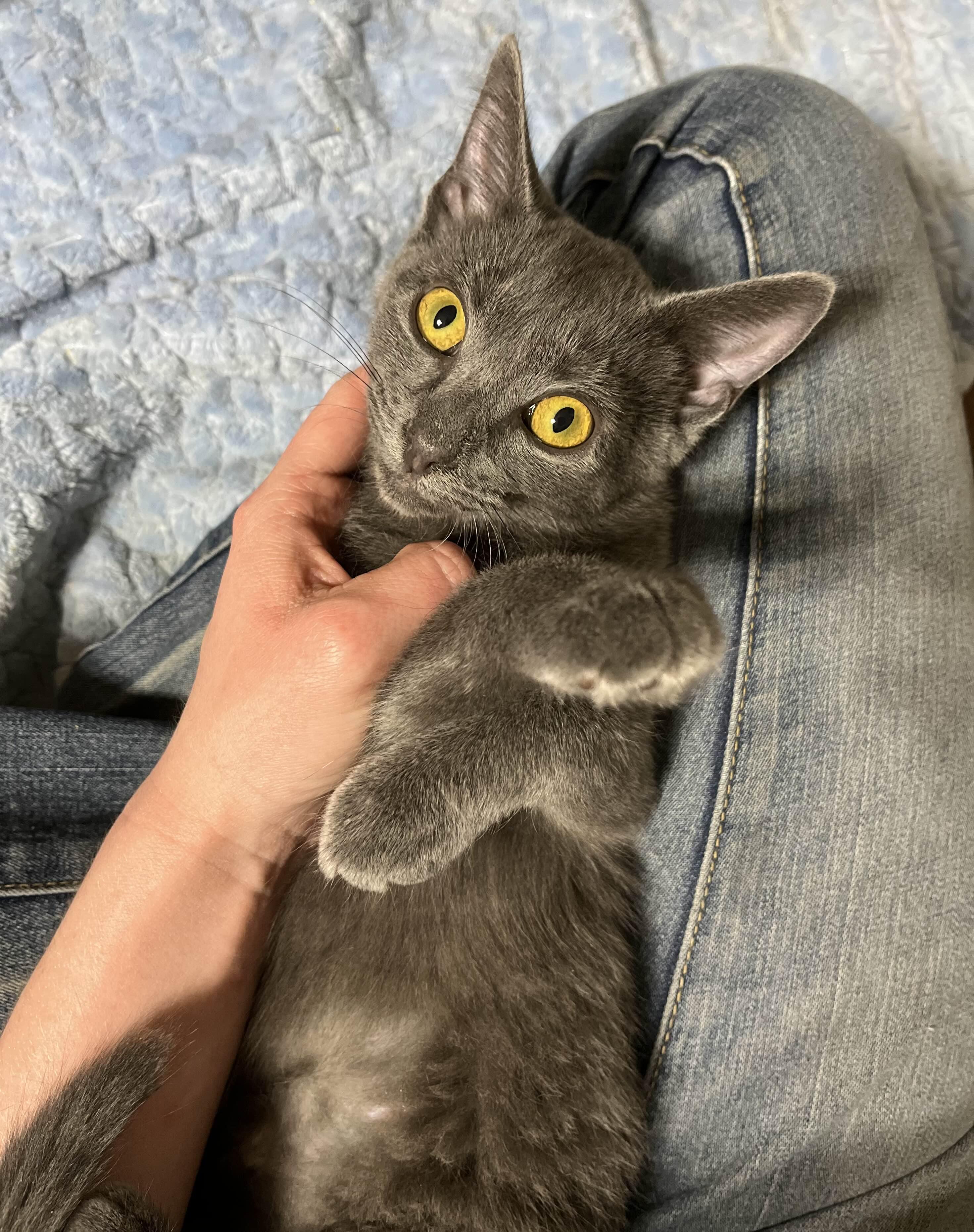 Enlarge Posh, a Adoptable Domestic Short Hair in Kenosha, WI image 1/6