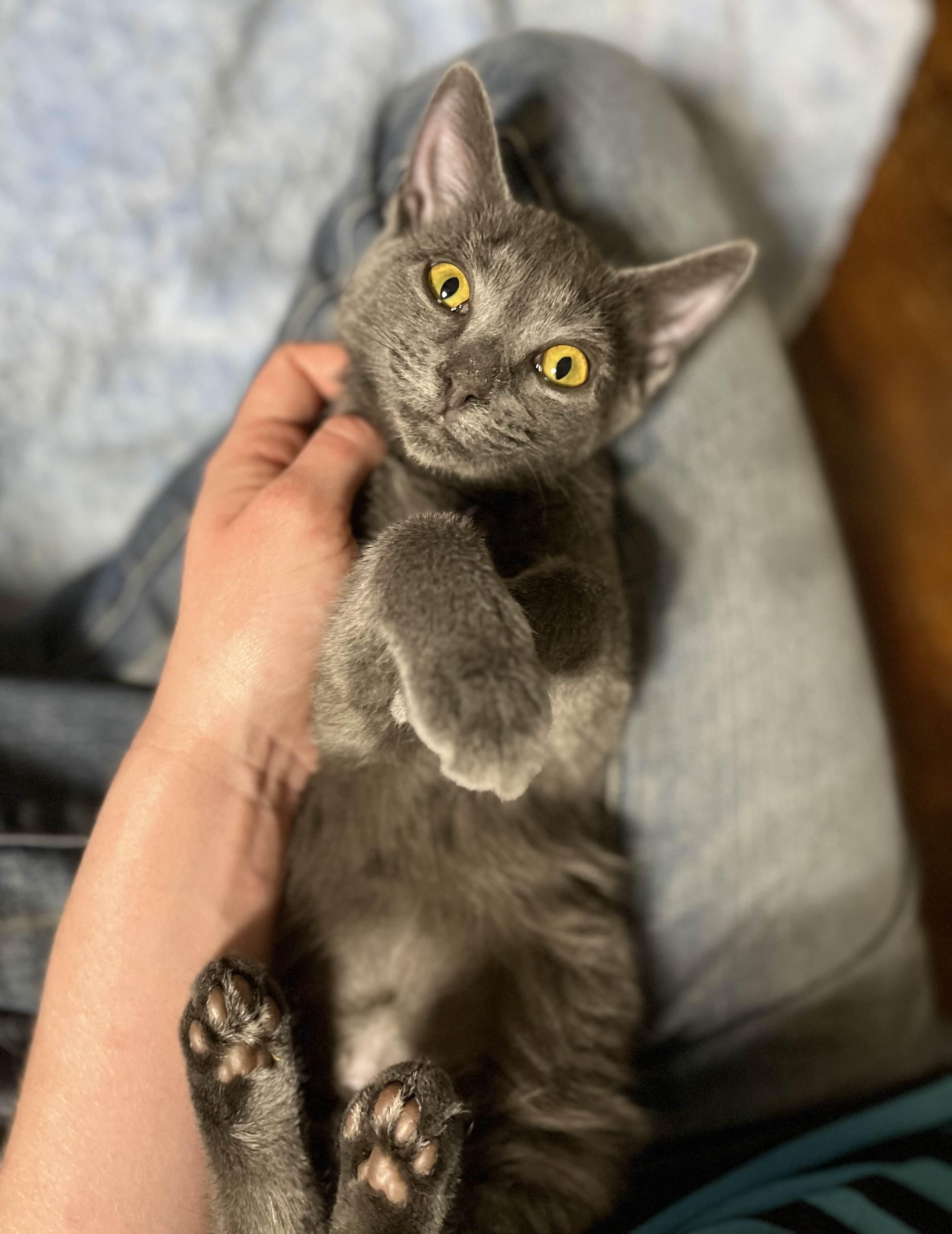 Enlarge Posh, a Adoptable Domestic Short Hair in Kenosha, WI image 4/6