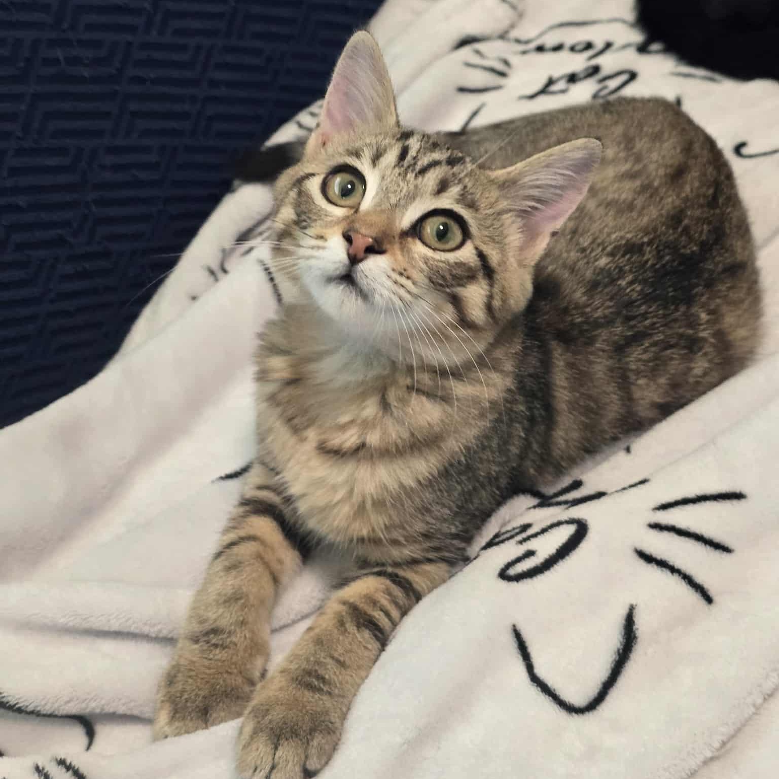 Lupine, a Adoptable mixed breed in West Richland, WA image 4/6