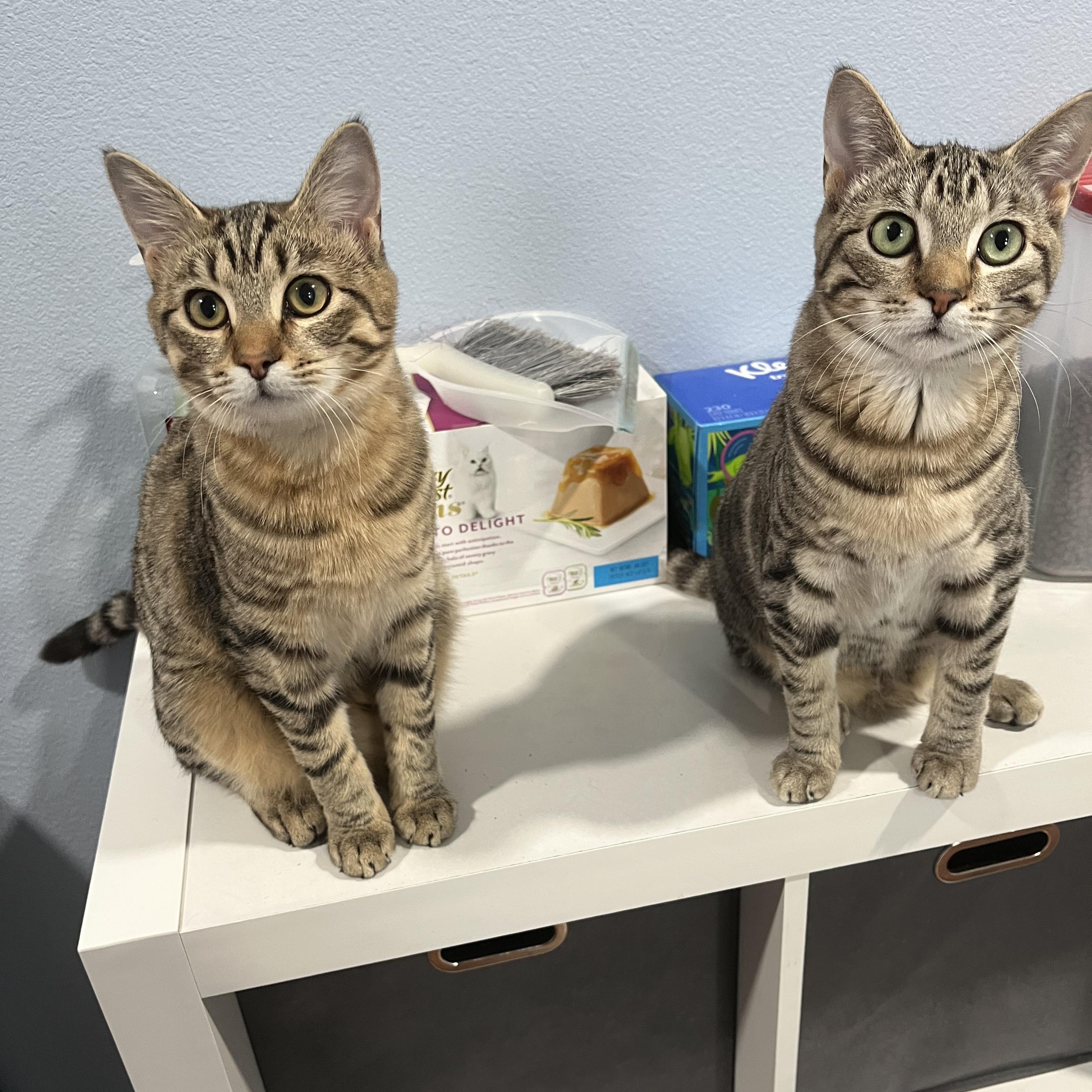 Lupine, a Adoptable mixed breed in West Richland, WA image 2/6