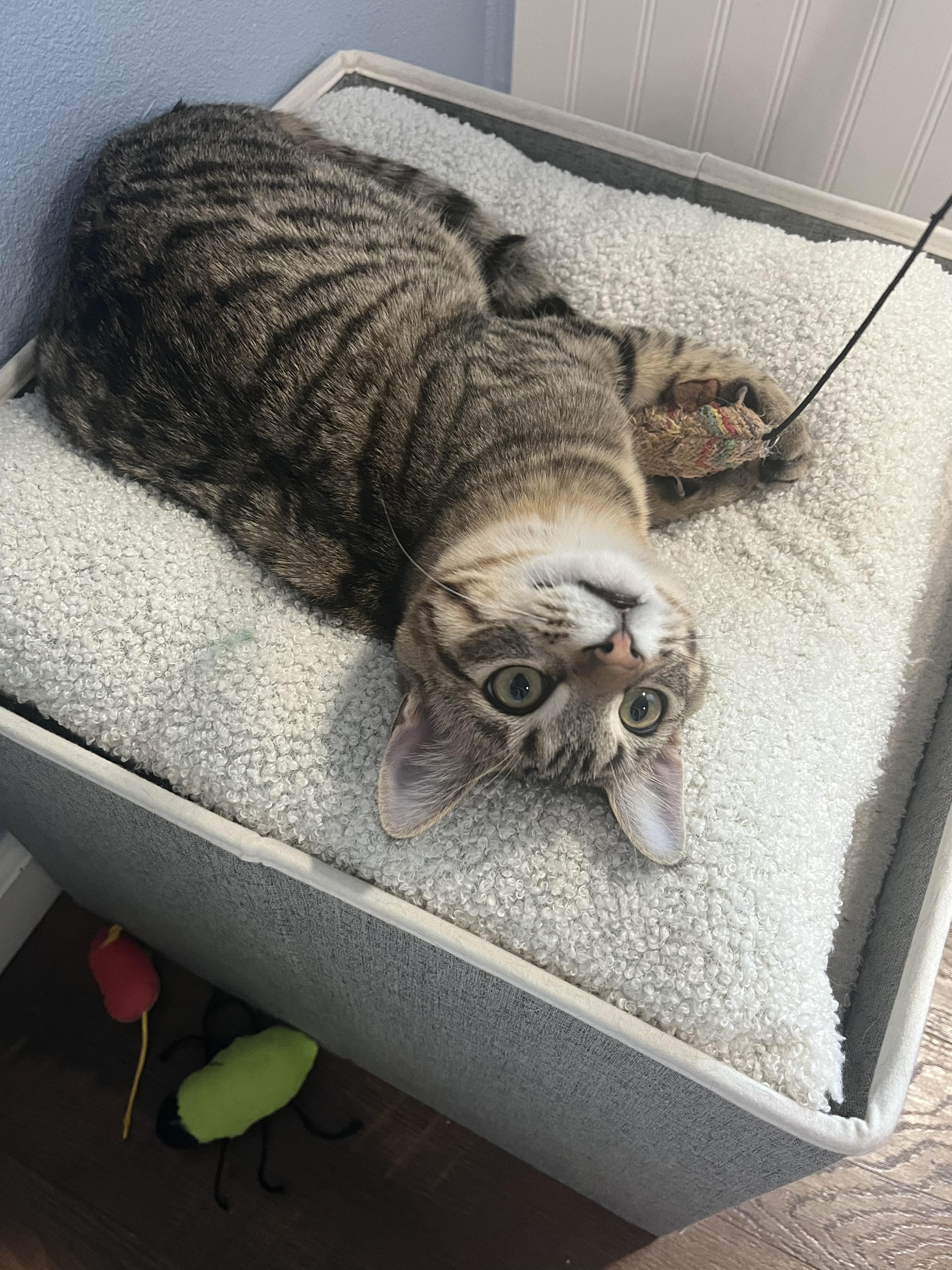 Lupine, Adoptable, Young Female Domestic Short Hair & Tabby.