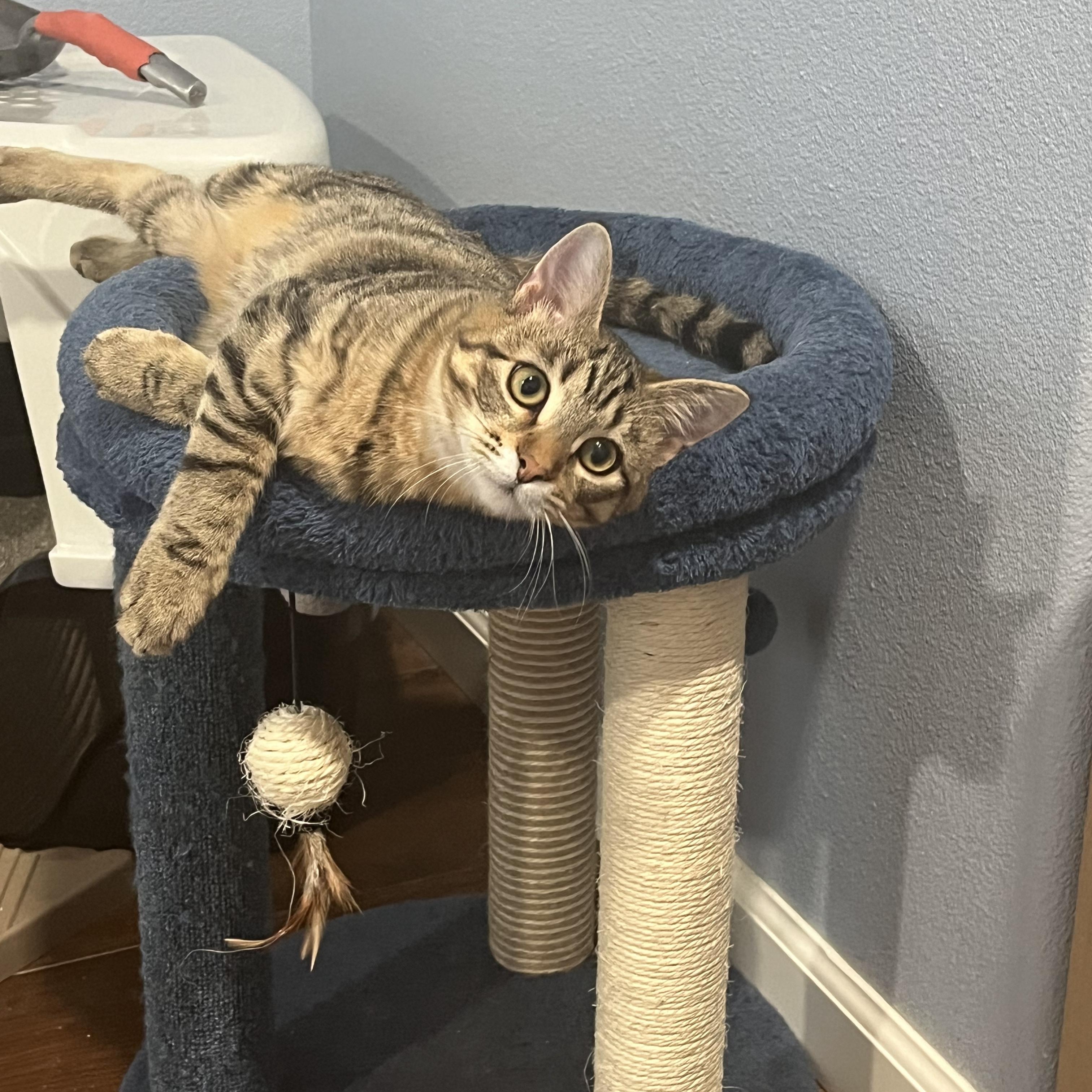 Lupine, a Adoptable mixed breed in West Richland, WA image 6/6