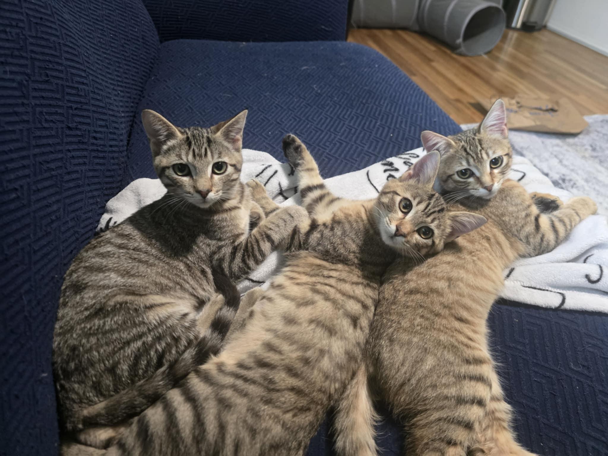 Lupine, a Adoptable mixed breed in West Richland, WA image 3/6