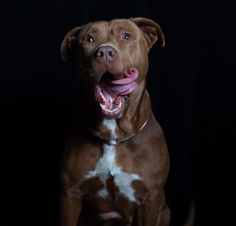 Freeda, a Adoptable Pit Bull Terrier in Staten island, NY image 1/6