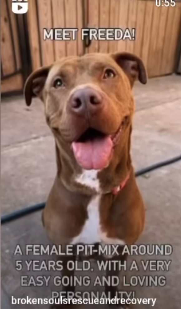 Freeda, a Adoptable Pit Bull Terrier in Staten island, NY image 2/6