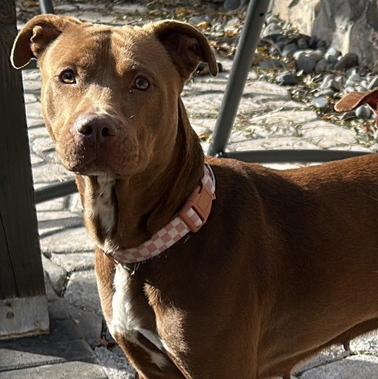 Freeda, a Adoptable Pit Bull Terrier in Staten island, NY image 3/6