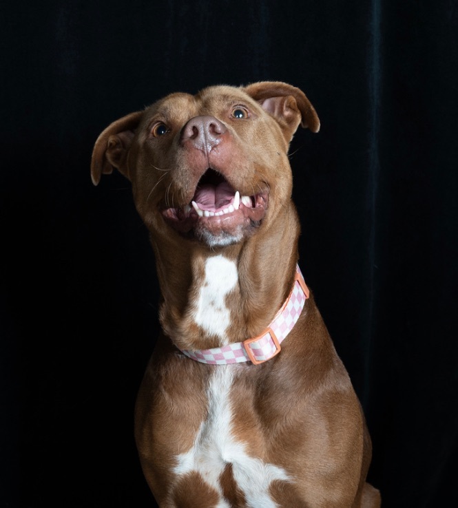Freeda, a Adoptable Pit Bull Terrier in Staten island, NY image 4/6