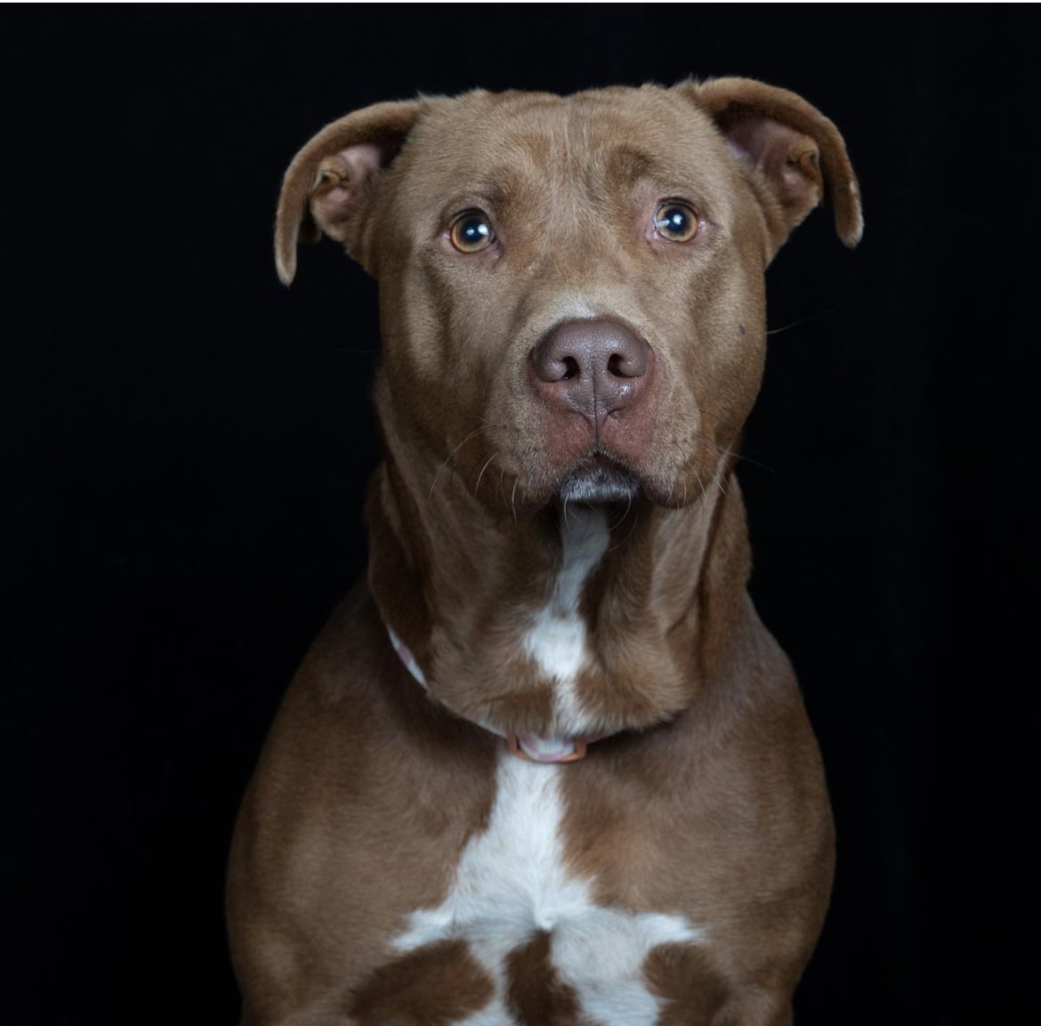 Freeda, a Adoptable Pit Bull Terrier in Staten island, NY image 5/6